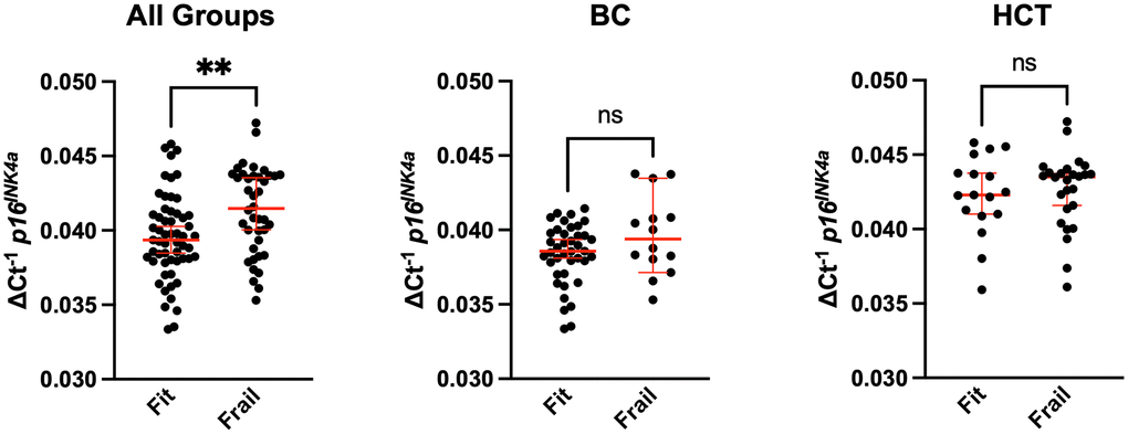 Comparison of senescence with frailty in breast cancer and bone marrow transplant survivors. Whole blood from breast cancer (BC) survivors or hematologic malignancy patients treated with allogeneic hematopoietic cell transplantation (HCT) was used to CD3+ peripheral blood mononuclear cells (PBMCs) by magnetic bead purification. Total RNA was used to quantify expression of the cellular senescence marker p16INK4a by qPCR. Expression was normalized to 18S. Values represent the median with 95% confidence interval. Students unpaired two-tailed t test. ** p