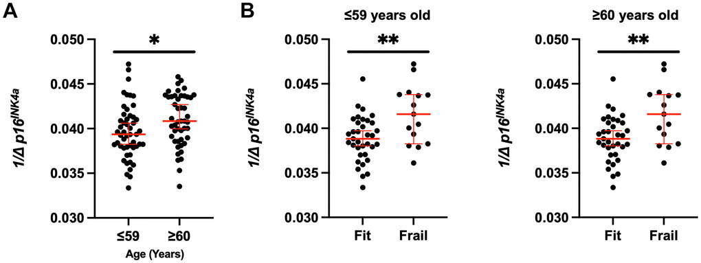 Increased senescent cell burden in frailty across the ages. (A) p16INK4a expression was stratified by fit and frail status in all groups (BC and HCT) and by (B) age (≤59 versus ≥60 years old). Expression was normalized to 18S. Values represent the median with 95% confidence interval. Students unpaired two-tailed t test. * p