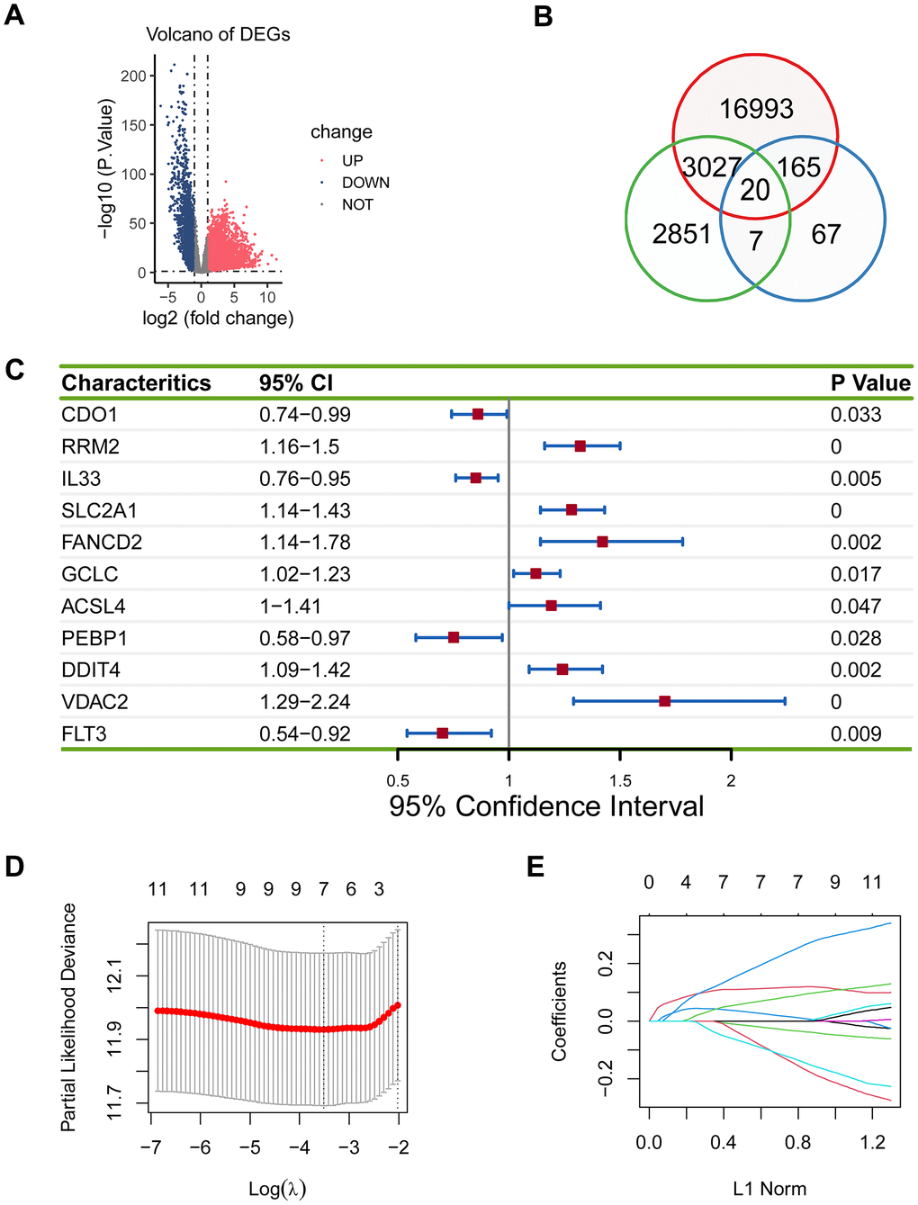 Establishment of the prognostic ferroptosis-related gene signature. (A) Volcano plot showed differentially expressed genes in lung adenocarcinoma. Blue dots represent downregulated genes, red dots represent upregulated genes, and grey dots represent unchanged genes. (B) There were 20 overlapping genes among 20205 DEGs, 5905 prognostically relevant genes, and 259 ferroptosis genes. (C) 11 eligible genes were obtained in the univariate Cox regression model. (D, E) Seven genes (RRM2, IL33, SLC2A1, PEBP1, DDIT4, VDAC2, and FLT3) were acquired in LASSO regression model.