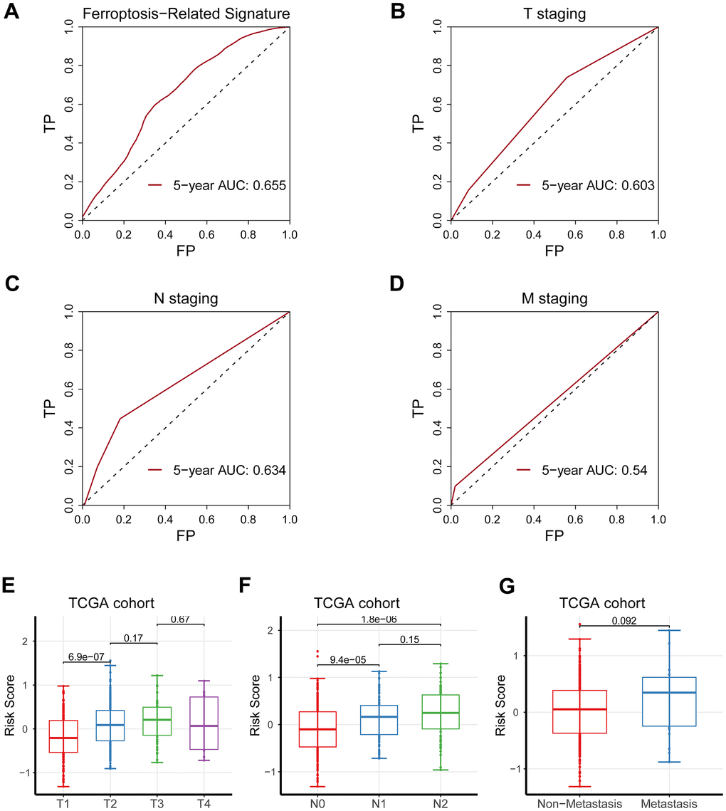 Comparison of the predicting capacity between the signature and TNM staging. (A) Five-year AUC value for the ferroptosis-related gene signature was 0.655. (B) Five-year AUC value for T staging was 0.603. (C) Five-year AUC value for N staging was 0.634. (D) Five-year AUC value for M staging was 0.540. (E–G) The risk score was significantly augmented as TNM staging increased.