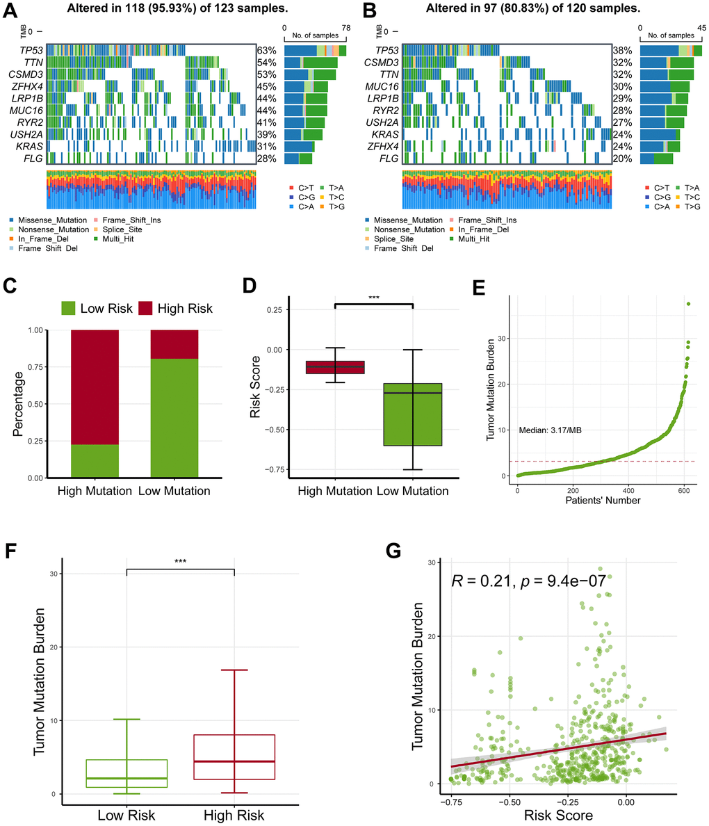 Profiling of somatic nucleotide variation for lung adenocarcinoma patients. (A) The waterfall plot showed that the high-risk group had a nucleotide variation rate of 95.93%. (B) The waterfall plot showed that the low-risk group had a nucleotide variation rate of 80.83%. (C) The bar plot showed that the risk score was critically increased in the high-mutation group than in the low-mutation group. (D) The box plot demonstrated that the risk score was critically increased in the high-mutation group than in the low-mutation group. (E) Tumor mutation burden (TMB) for lung adenocarcinoma patients. (F) The high-risk group had an increased TMB level as compared with the low-risk group. (G) The TMB levels were also positively correlated with the risk score. * represents P P P 