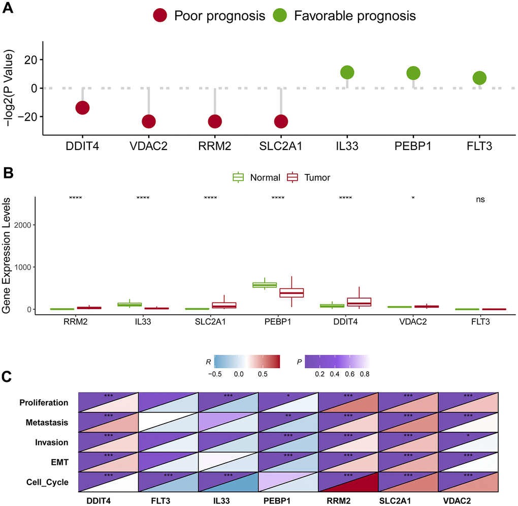 Identification of the hub genes in lung adenocarcinoma. (A) Survival analysis of seven candidate hub genes in lung adenocarcinoma. (B) Expression level analysis of seven candidate hub genes in lung adenocarcinoma. (C) The association of the hub gene expression levels and the levels of proliferation, invasion, metastasis, cell cycle and EMT in lung adenocarcinoma. * represents P P P 