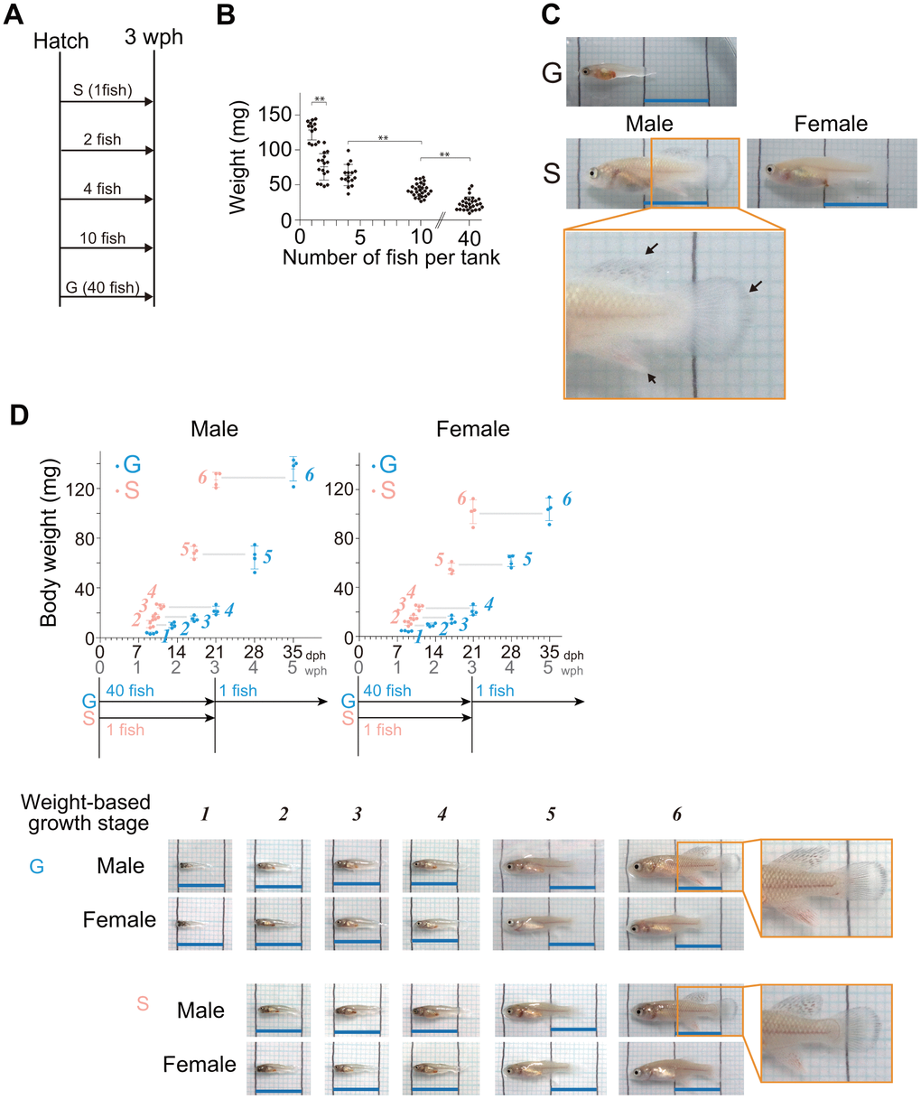 Lower housing densities in the juvenile stage accelerate body growth. (A) Schematic diagram showing the housing conditions. The hatched fish were kept at five different densities until three wph: 1, 2, 4, 10, and 40 fish per tank. (B) The graph shows their body weight at 3 wph under the housing conditions represented in (A). Each point represents an individual fish. The data were obtained for 13-28 fish at each density from a single experiment. The data are shown as the mean ± S.D. **, p C) Images are representative images of three-week-old fish under the group housing (40 fish per tank) and single housing (one fish per tank). The lower panels show higher magnification images of the boxed areas in the middle panels. The black arrows indicate fin coloration. The black lines in the images are drawn at 1 cm intervals. Blue scale bars, 1 cm. (D) Body weights at six different juvenile growth stages from 9 days posthatching (dph) to the onset of sexual maturity (group-housed fish; 35 dph, single-housed fish; 21 dph). The data were obtained from four samples at each stage. The data are shown as the mean ± S.D. Each point represents an individual fish. The blue and pink italic numbers represent the six weight-based stages of body growth in group- and single-housed fish, respectively (see methods section for detail). Representative images of fish at each weight-based growth stage under group housing (40 fish per tank) and single housing (one fish per tank). The black lines in the images are drawn at 1 cm intervals. Blue scale bars, 1 cm. Sex was confirmed by the expression level of a female-specific gene, zona pellucida sperm-binding protein 3 (XM