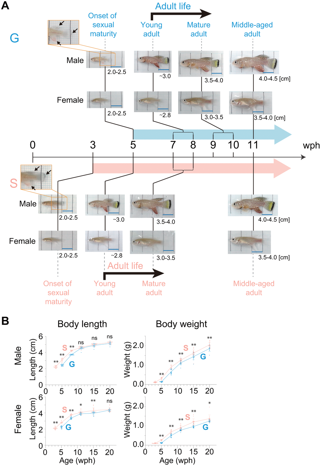 Body growth from the onset of sexual maturity to the old stage. (A) Representative images of male and female fish at the following four different life stages are shown: onset of sexual maturity, young adult, mature adult, and middle-aged adult. The numbers in the lower right corner of the images indicate the body length of the fish observed at each life stage. The arrows indicate fin coloration. The black lines in the images are drawn at 1 cm intervals. Blue scale bars, 1 cm. (B) Body length and body weight at each age after the onset of sexual maturity to the old stage (20 wph). The blue points indicate group-housed fish; the pink points indicate single-housed fish. Each point represents an individual fish. The data were obtained for 9-20 fish at each age from pooled data from one (group housing) and four (single housing) independent experiments. The data are shown as the mean ± S.D. *, p p A, B) G: group-housed fish, S: single-housed fish.