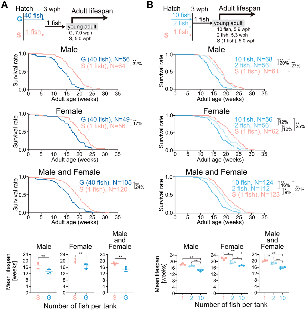 Lower housing densities in the juvenile stage extend adult lifespan. (A, B) The schemes for measuring the adult lifespan from reaching the young adult stage are shown at the top. The hatched fish were reared at a density of 1 or 40 fish per tank (A) or 1, 2, or 10 fish per tank (B) until 3 wph. After 3 wph, all the fish were reared individually. The age at which the fish reached the young adult stage was defined as zero weeks of adult age. The Kaplan–Meier survival curves (three independent experiments were pooled) of adult males (upper panel), females (middle panel), and both males and females (lower panel) are shown. The percentage indicates the rate of increase in the average lifespan. *, p p p p 