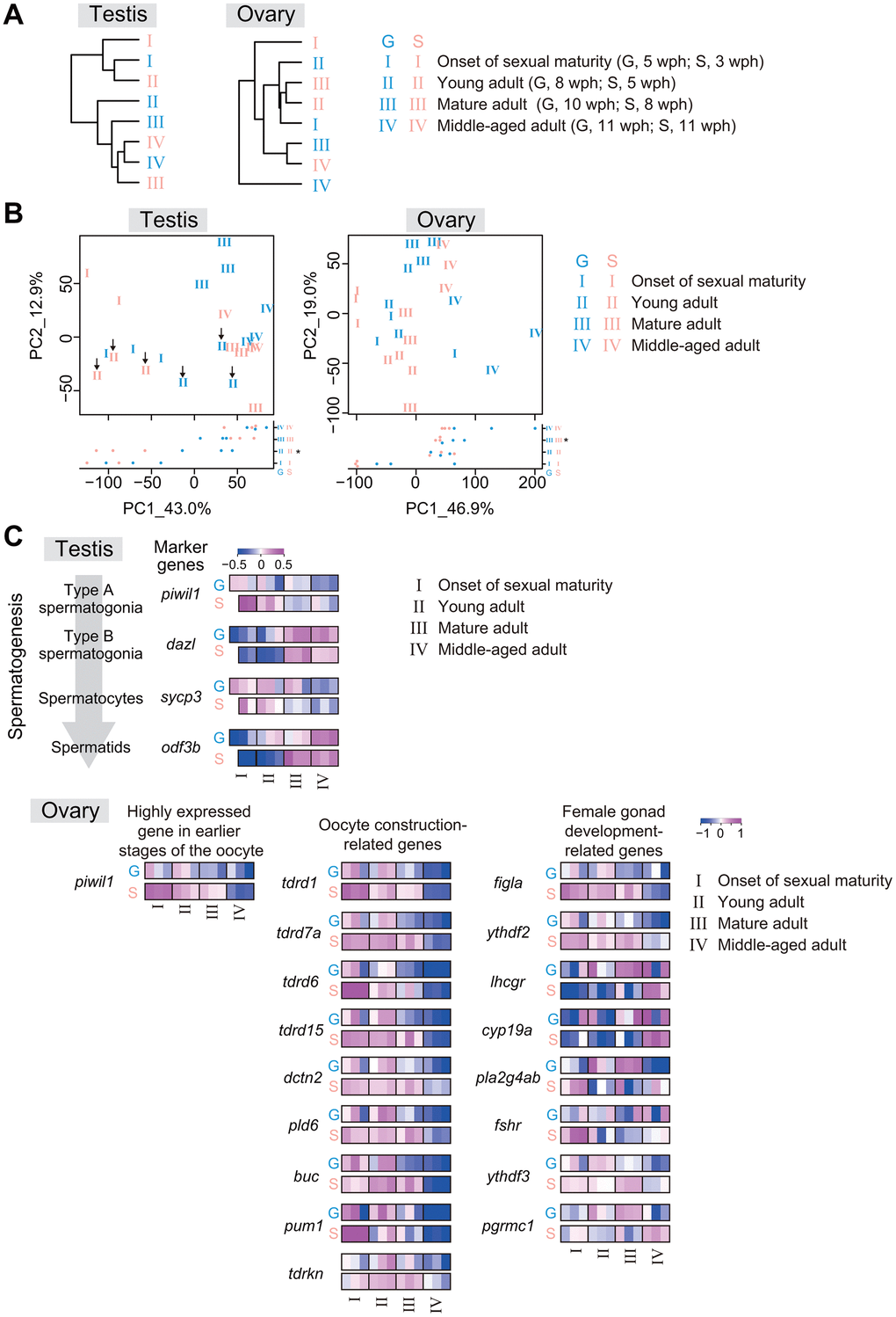 The rate of gonadal transcriptional change with life-stage progression in single-housed fish is slower than that in group-housed fish. RNA sequencing of testes and ovaries from group- and single-housed fish at the following four different life stages: onset of sexual maturity, young adult, mature adult, and middle-aged adult. The data were obtained from two or three samples at each life stage. (A) The dendrograms represent the hierarchical clustering of the samples based on the similarity of the changes in the average expression at each life stage for gene sets with TPM > 10 in at least one sample. (B) PCA plots prepared using VST values of the genes with TPM > 10 in at least one sample. Each number represents an individual sample at each growth stage. The black arrows in the left plot of the testis show the group- and single-housed fish at the young adult stage. *, p C) Changes in the individual expression of germ cell marker genes at each stage of spermatogenesis, early-oogenesis-related genes, oocyte-construction-related genes and female-gonad-development-related genes. piwil1, piwi-like RNA-mediated gene silencing 1; dazl, deleted in azoospermia-like; sycp3, synaptonemal complex protein 3; odf3b, outer dense fiber of sperm tails 3B; tdrd1, tudor domain containing 1; tdrd7a, tudor domain containing 7a; tdrd6, tudor domain containing 6; tdrd15, tudor domain containing 15; dctn2, dynactin 2; pld6, phospholipase D family, member 6; buc, bucky ball; pum1, pumilio RNA-binding family member 1; tdrkn, tudor and KH domain containing; figla, folliculogenesis specific bHLH transcription factor; ythdf2, YTH N6-methyladenosine RNA binding protein F2; lhcgr, luteinizing hormone/choriogonadotropin receptor; cyp19a1a, cytochrome P450, family 19, subfamily A, polypeptide 1a; pla2g4ab, phospholipase A2, group IVAb; fshr, follicle stimulating hormone receptor; ythdf3, YTH N6-methyladenosine RNA binding protein F3; pgrmc1, progesterone receptor membrane component 1. (A–C) G: group-housed fish, S: single-housed fish.