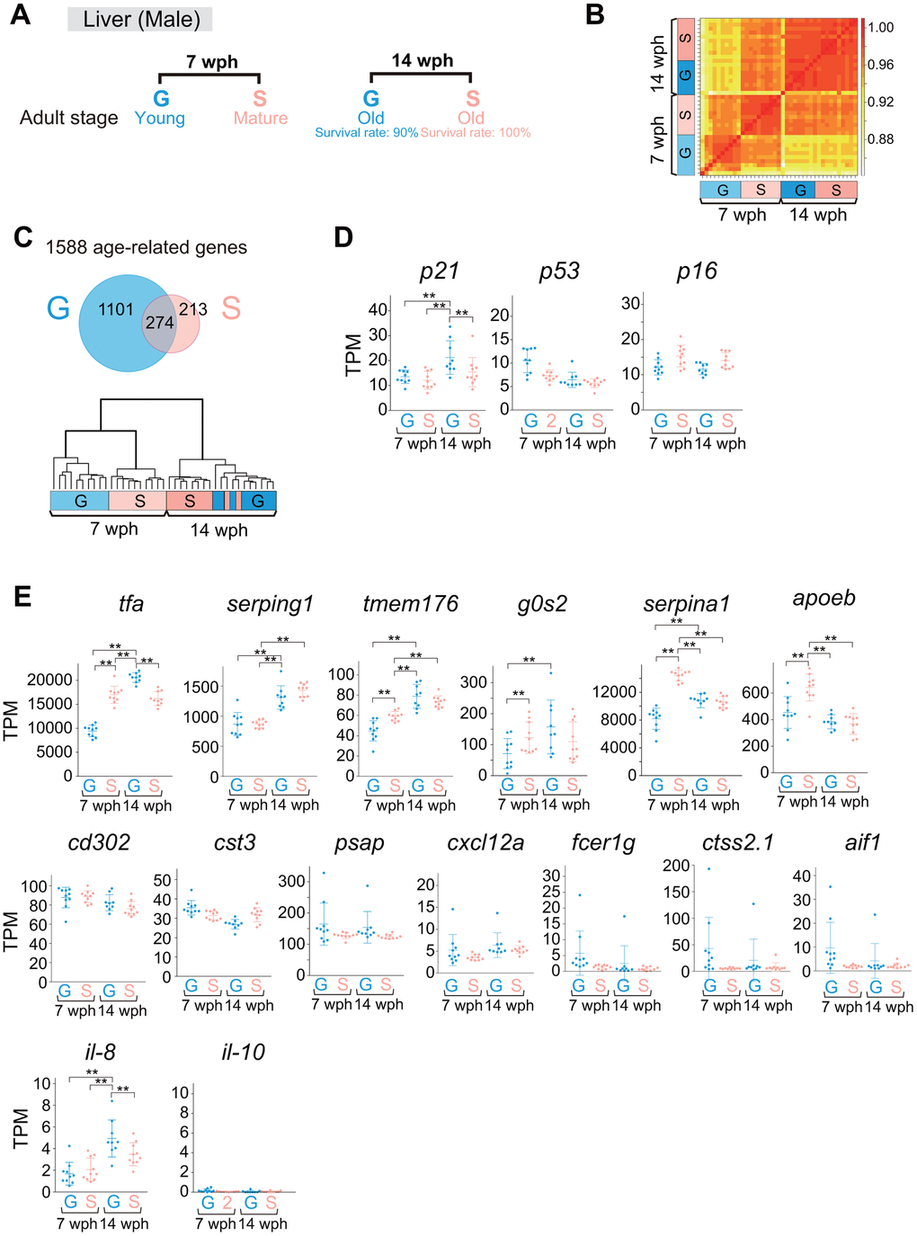 Comparison of liver gene expression profiles between group- and single-housed fish in early and late adulthood. (A) Schematic diagram showing the sampling for RNA sequencing of livers at 7 and 14 wph. At each age, 9-10 fish were sampled. (B) Correlation coefficients between samples in the gene sets with TPM > 10 in at least one sample. (C) The upper panel shows a Venn diagram of the DEGs (> 1.5-fold change, padj ) between 7 wph and 14 wph in either group- or single-housed fish (1588 genes). The lower panel shows hierarchical clustering of the samples based on the similarity of the changes in expression of the 1588 age-related genes. (D, E) TPM values of cell senescence markers (D) and SASP factors (E). Each circle represents an individual sample. **, padj  by DESeq2. p21, cyclin dependent kinase inhibitor 1A; p53, tumor protein p53; p16, cyclin dependent kinase inhibitor 2A; tfa, transferrin-a; serping1, serpin family G member 1; tmem176, transmembrane protein 176; g0s2, G0/G1 switch 2; serpina1, serpin family A member 1; apoeb, apolipoprotein Eb; cd302, CD302 molecule; cst3, cystatin C; psap, prosaposin; cxcl12a, chemokine (C-X-C motif) ligand 12a; fcer1g, Fc epsilon receptor IgFc epsilon receptor Ig; ctss2.1, cathepsin S, ortholog2, tandem duplicate 1; aif1, allograft inflammatory factor 1-like; il-8, interleukin-8; il-10, interleukin-10. (A–E) G: group-housed fish, S: single-housed fish.