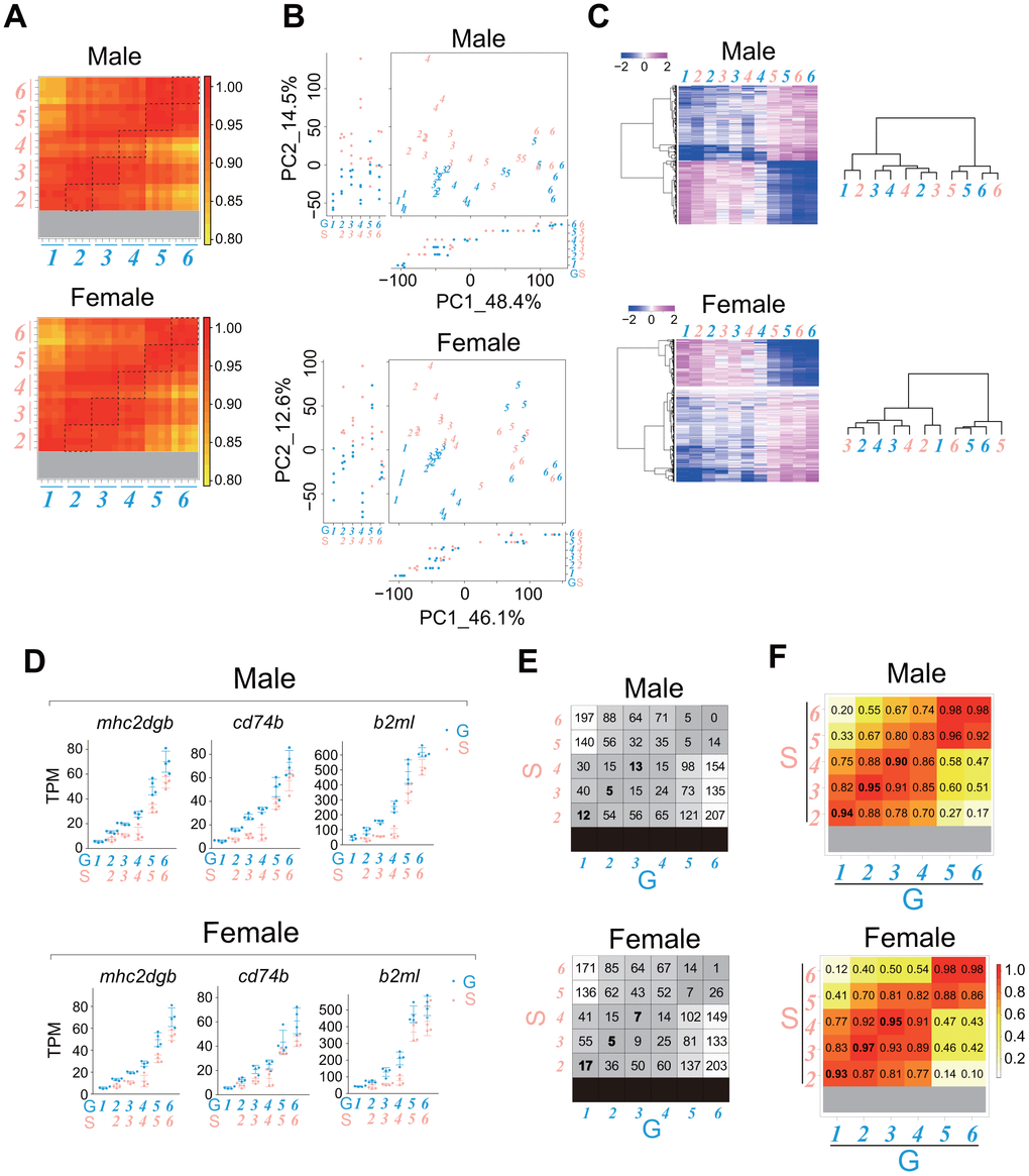 The rate of whole-body transcriptional change with the progression of the juvenile growth stage in single-housed fish is slightly slower than that in group-housed fish. RNA sequencing of the whole bodies of the juveniles (stages 1-6) shown in Figure 1D. The data were obtained from four samples at each stage. (A) Heatmaps showing the correlation coefficients between all samples for genes with TPM > 10 in at least one sample. The dashed squares show the correlation coefficients between group- and single-housed fish at the same growth stage. (B) PCA plots using VST values of the genes with TPM > 10 in at least one sample. Each italicized number represents an individual sample at each growth stage. Each circle represents a value of PC1/2 in an individual sample. (C) Heatmaps showing changes in the average expression at each growth stage for the common DEGs (stage 1/2 vs. stage 6) between group- and single-housed juveniles (See Venn diagrams in Supplementary Figures 5-6; males, 714 DEGs; females, 706 DEGs). The right dendrograms represent the hierarchical clustering of the samples based on the similarity of changes in expression (D) Examples of the expression of the immune response-related genes that were enriched among the common DEGs (stage 1/2 vs. stage 6) between group- and single-housed juveniles (See Venn diagrams in Supplementary Figures 5-6). The TPM values are shown. Each circle represents an individual sample. mhc2dgb, major histocompatibility complex class II DGB gene; cd74b, CD74 molecule; b2ml, beta-2-microglobulin, like. (E) Number of DEGs with > 4-fold (padj  50 in at least one sample. (F) Heatmaps showing the correlation coefficients between samples in genes whose expression changed substantially with body growth. (A–F) G: group-housed fish, S: single-housed fish. The blue and pink italic numbers represent the six weight-based stages of body growth in group- and single-housed fish, respectively.