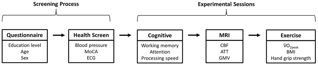 Flow chart of the screening and experimental sessions. Abbreviations: MoCA: Montreal Cognitive Assessment; ECG: electrocardiogram; MRI: magnetic resonance imaging; CBF: cerebral blood flow; ATT: arterial transit time; GMV: grey matter volume; V̇O2peak: peak oxygen consumption; BMI: body mass index.