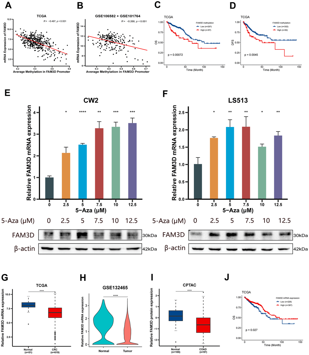 Methylation, expression and prognosis of FAM3D. (A, B) Correlations between FAM3D mRNA expression and methylation of the FAM3D promoter in the (A) TCGA and (B) GEO databases (GSE106582 + GSE101764). (C, D) Kaplan-Meier curves of (C) OS and (D) DFS based on the methylation of the FAM3D promoter in tumor tissues from the TCGA cohort. (E, F) Relative FAM3D mRNA and protein expression after treatment with a series of concentrations of 5-Aza in (E) CW2 and (F) LS513 cells (differences compared to the DMSO group). (G) The mRNA expression of FAM3D in normal tissues and CRC tissues in the TCGA cohort. (H) The mRNA expression of FAM3D in normal cells and CRC cells in GSE132465. (I) The protein expression of FAM3D in normal tissues and COAD tissues in the CPTAC cohort. (J) Kaplan-Meier curve of OS based on FAM3D mRNA expression in tumor tissues from the TCGA cohort. *P P P P 