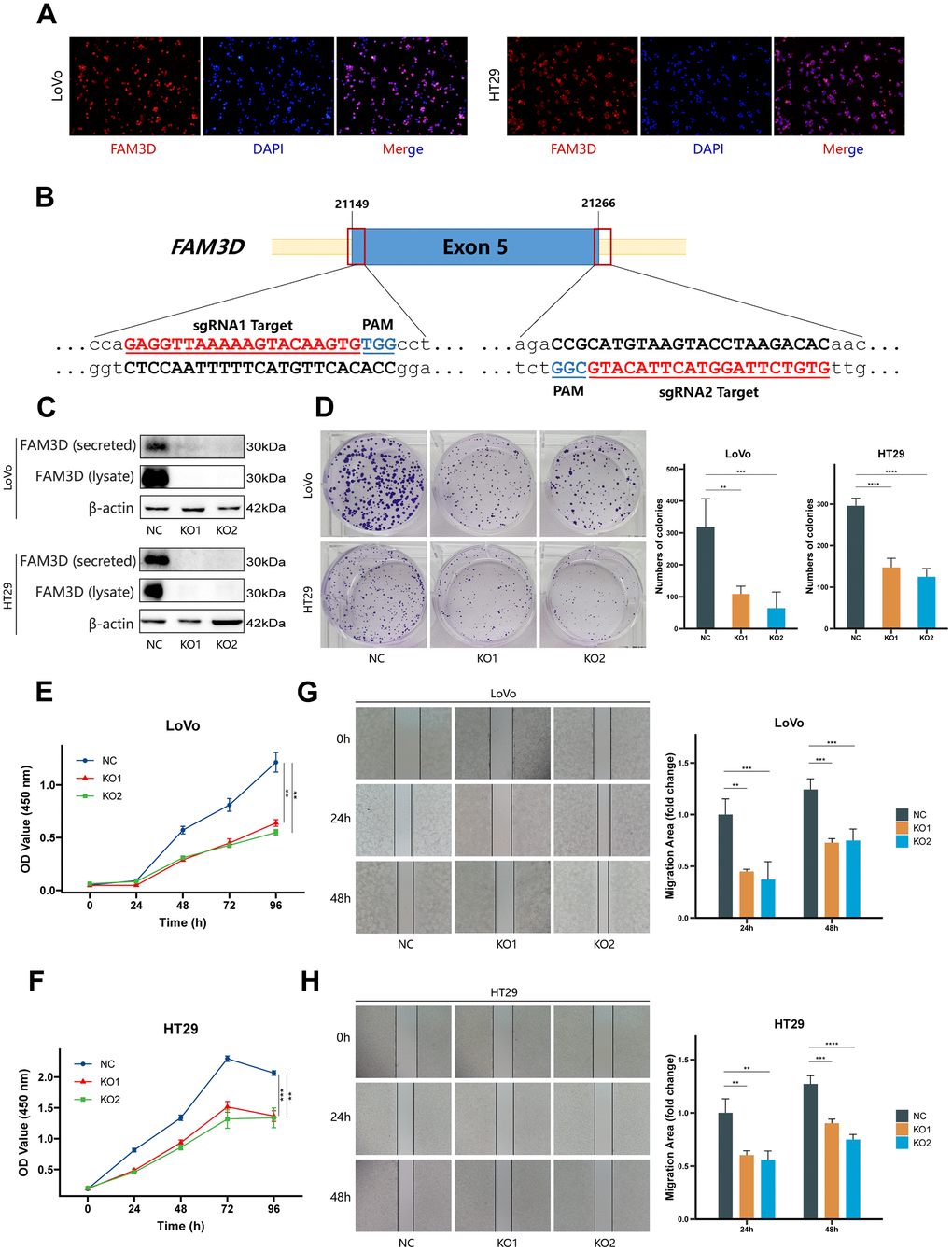 FAM3D promotes CRC cell proliferation, migration, and invasion in vitro. (A) The localization of FAM3D in LoVo and HT29 cells. (B) Schematic diagram of sgRNA targeting the human FAM3D gene locus. Two sgRNA sequences, sgRNA1 and sgRNA2, are marked in red, and the protospacer adjacent motif (PAM) sequences are presented in blue. (C) Western blot analysis of FAM3D in the supernatant (secreted) and cell lysate (lysate) of LoVo and HT29 cells after FAM3D KO. (D–F) Cell proliferation was detected by (D) colony formation assay and (E, F) CCK-8 assay in LoVo and HT29 cells. (G, H) Cell migration was detected by a wound healing assay in (G) LoVo and (H) HT29 cells. **P P P 