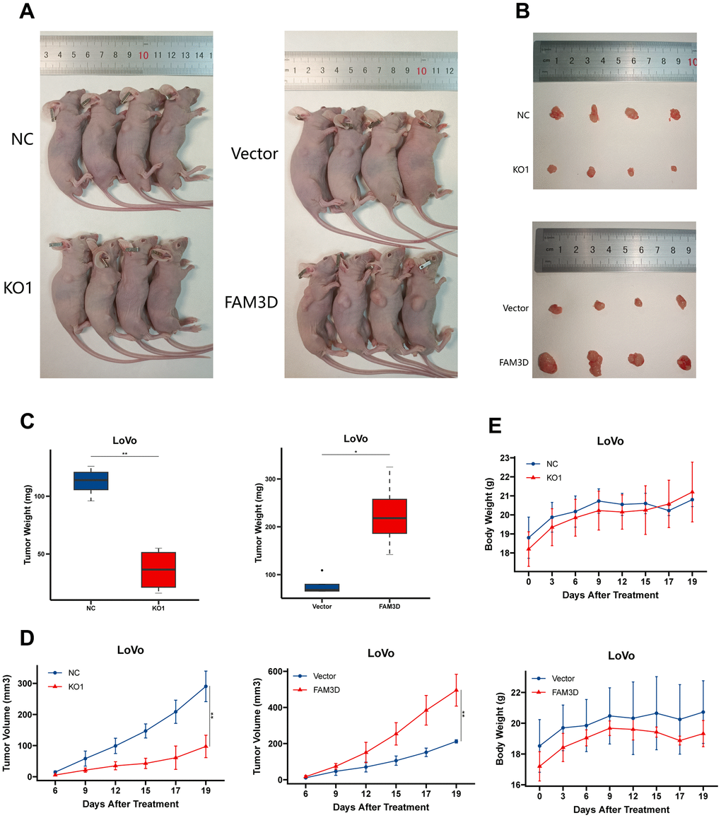 FAM3D promotes the growth of CRC cells in vivo. (A) Photographs of nude mice after the administration of FAM3D KO or FAM3D-overexpressing LoVo cells for 19 days. (B) Excised tumors on Day 19. (C) The weights of excised tumors on Day 19. (D) The tumor volumes were calculated as length × width2 × 0.5 every 2–3 days. (E) The body weights of the nude mice were recorded every 2–3 days. *P P 