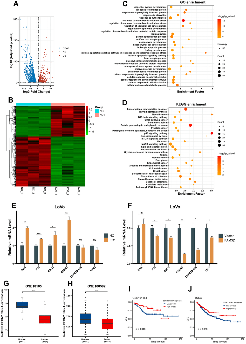 FAM3D expression is inversely associated with SESN2 expression. (A) Volcano plot and (B) hierarchical clustering heatmap showing DEGs between FAM3D KO and NC LoVo cells. (C) GO functional analysis showed the top 30 biological processes of significantly upregulated genes after FAM3D KO. (D) KEGG enrichment analysis of genes significantly upregulated after FAM3D KO. (E, F) RT-qPCR was used to detect changes in the expression of representative genes in the p53 and mTOR pathways in FAM3D (E) KO or (F) overexpressing LoVo cells. (G, H) The mRNA expression of SESN2 in normal tissues and CRC tissues in (G) GSE18105 and (H) GSE106582. (I, J) Kaplan-Meier curves of DFS in (I) GSE161158 and (J) TCGA. *P P P P 