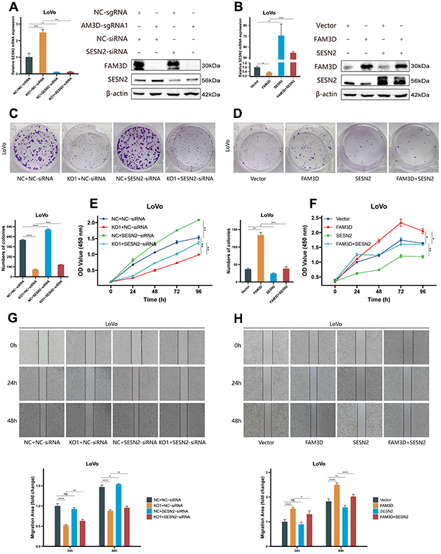 FAM3D functions in CRC cells by targeting SESN2 and activating the mTORC1 pathway. (A) The mRNA and protein levels of SESN2 in FAM3D-knockout LoVo cells with SESN2 knockdown. (B) The mRNA and protein levels of SESN2 in FAM3D-overexpressing LoVo cells with SESN2 overexpression. (C) Colony formation assay of FAM3D-knockout LoVo cells with SESN2 knockdown. (D) Colony formation assay of FAM3D-overexpressing LoVo cells with SESN2 overexpression. (E) CCK-8 assay of FAM3D-knockout LoVo cells with SESN2 knockdown. (F) CCK-8 assay of FAM3D-overexpressing LoVo cells with SESN2 overexpression. (G) A wound healing assay of FAM3D-knockout LoVo cells with SESN2 knockdown. (H) A wound healing assay of FAM3D-overexpressing LoVo cells with SESN2 overexpression. *P P P P 