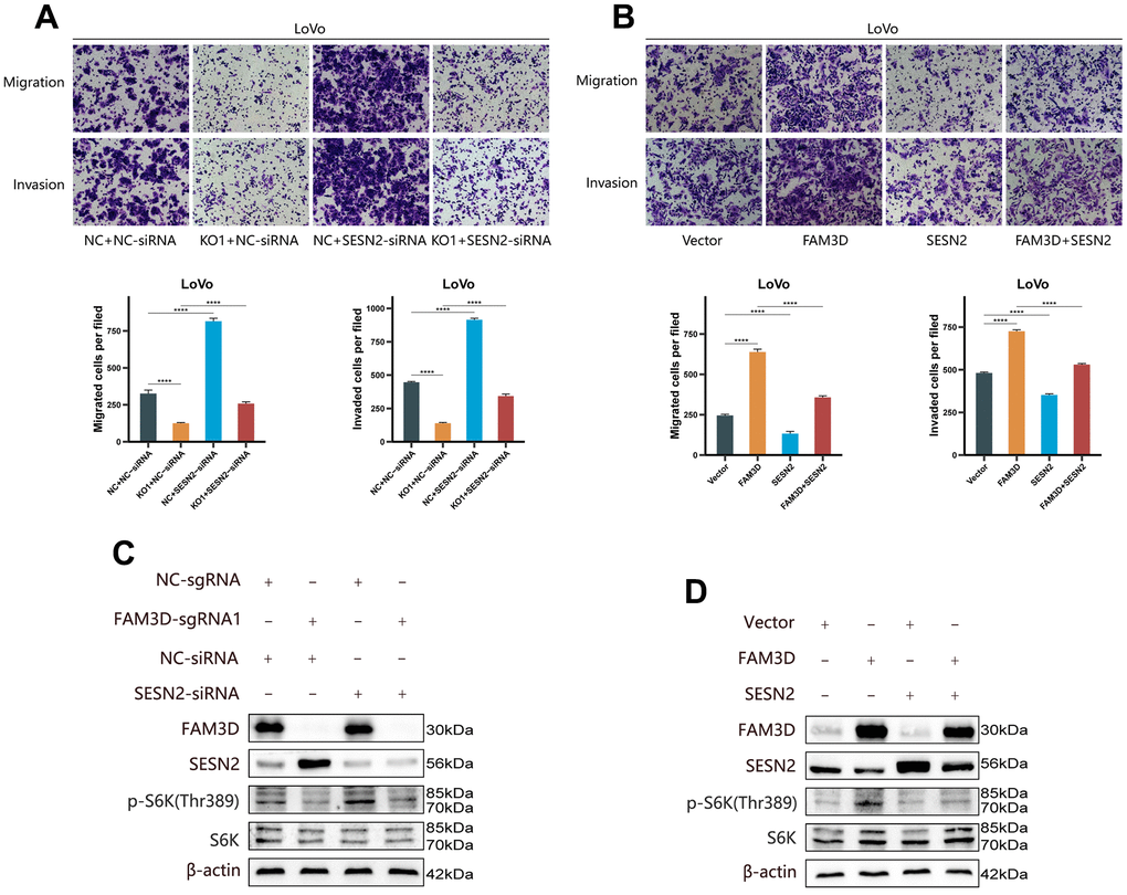 FAM3D functions in CRC cells by targeting SESN2 and activating the mTORC1 pathway. (A) The migration and invasion of FAM3D-knockout LoVo cells with SESN2 knockdown. (B) The migration and invasion of FAM3D-overexpressing LoVo cells with SESN2 overexpression. (C) Western blot analysis of FAM3D-knockout LoVo cells with SESN2 knockdown. (D) Western blot analysis of FAM3D-overexpressing LoVo cells with SESN2 overexpression. ****P 