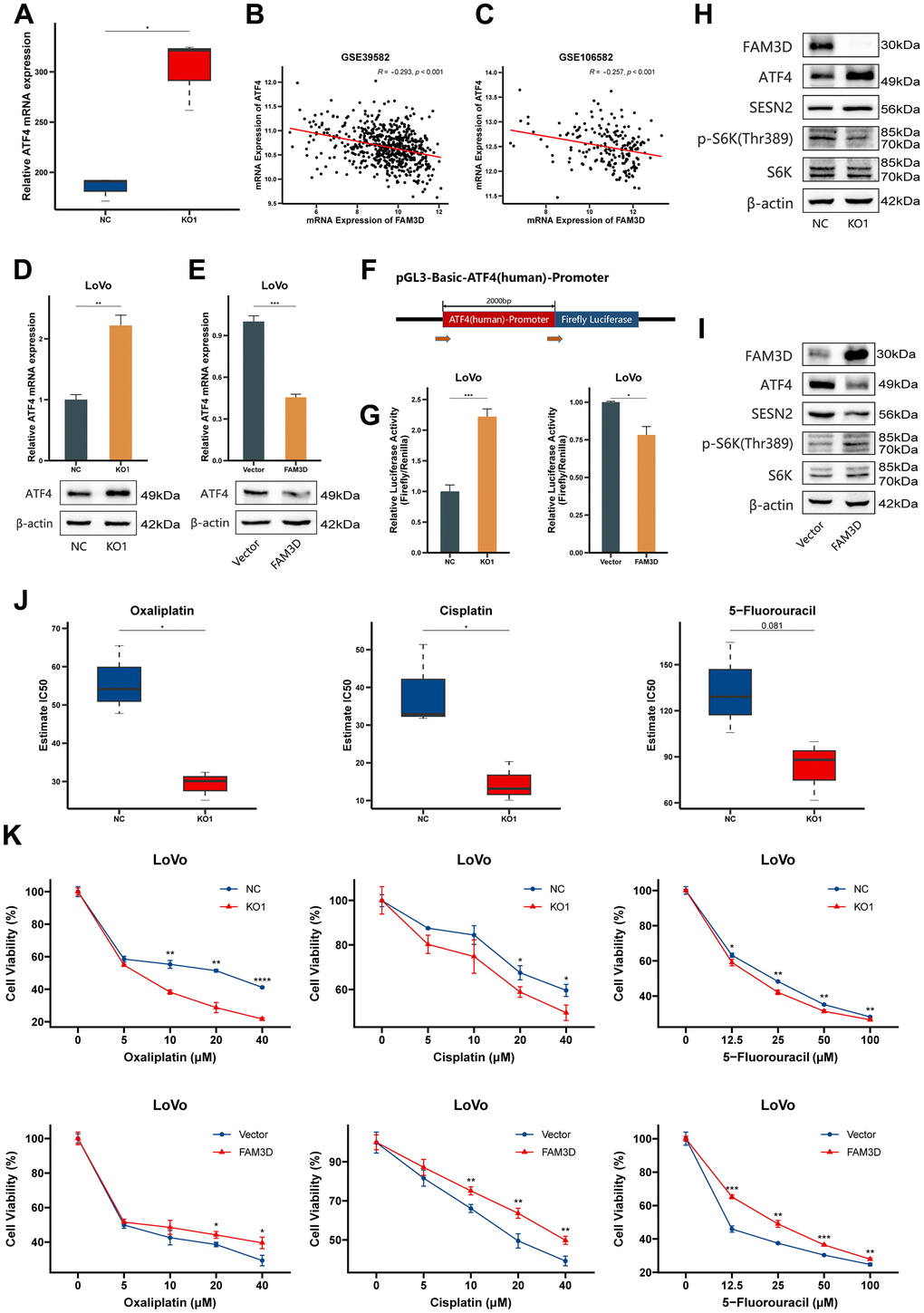 FAM3D activates the mTORC1 pathway via ATF4-mediated downregulation of SESN2 and reduces the chemosensitivity of CRC cells. (A) The mRNA expression of ATF4 in FAM3D KO and NC cells. (B, C) Correlations between ATF4 mRNA expression and FAM3D mRNA expression in (B) GSE39582 and (C) GSE106582. (D, E) The mRNA and protein levels of ATF4 in LoVo cells after FAM3D (D) KO or (E) overexpression. (F) Schematic description of the luciferase reporter. (G) Relative luciferase activity of the ATF4 wild type (WT) promoter in LoVo cells with knockout or overexpression of FAM3D. (H, I) Western blot analysis of LoVo cells with (H) knockout or (I) overexpression of FAM3D. (J) Estimated IC50s of oxaliplatin, cisplatin and 5-fluorouracil in FAM3D-knockout and NC cells. (K) CCK-8 assay was used to detect the viability of FAM3D-knockout or FAM3D-overexpressing LoVo cells after treatment with a series of concentrations of oxaliplatin, cisplatin, and 5-fluorouracil. *P P P P 