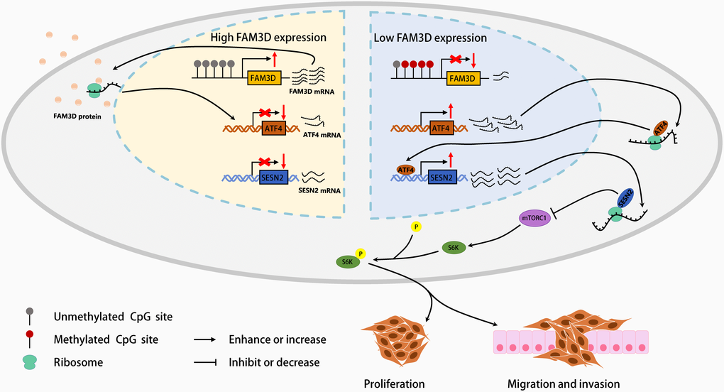 A graphical abstract of the present study.