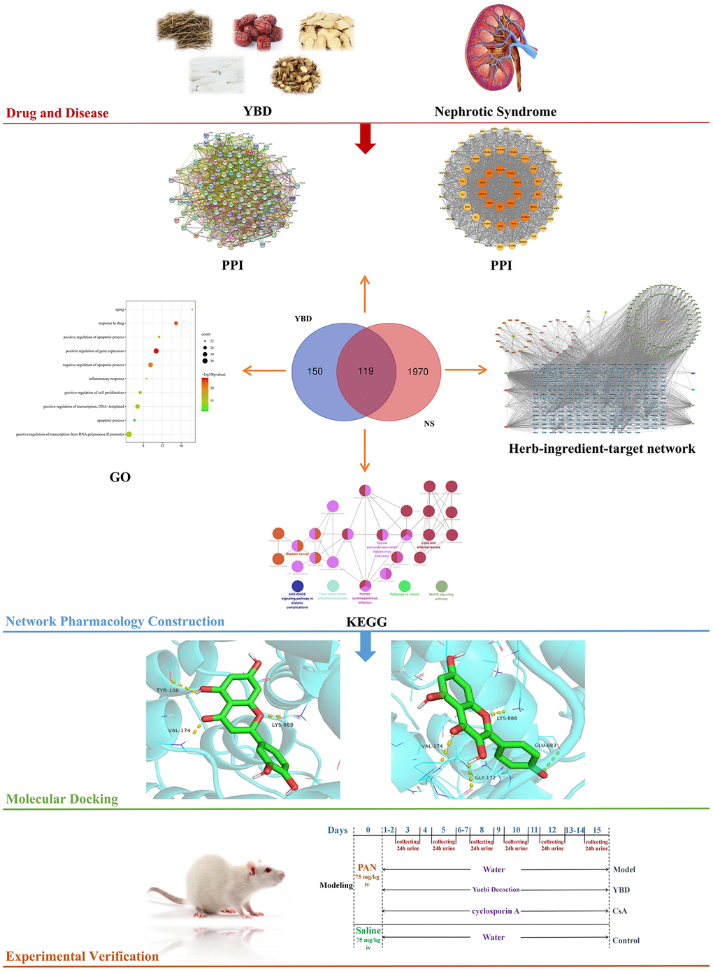 A comprehensive strategy diagram for the study of the mechanism of YBD in treating NS.