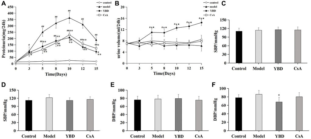 Effects of YBD on proteinuria, urine volume, and blood pressure in NS rats induced by PAN. (A) Effects of YBD on 24 h urinary protein excretion at various time points. (B) Effects of YBD on 24 h urine volume at various time points. (C) Systolic blood pressure (SBP) of rats before the treatment. (D) SBP of rats after the treatment. (E) Diastolic blood pressure (DBP) of rats before the treatment. (F) DBP of rats after the treatment. Data were expressed as mean ± SD, n = 10. Vertical bars represent the standard deviation. #p ##p *p **p *p 