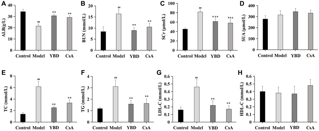 Effects of YBD on albumin (ALB), renal function, and serum lipid in NS rats induced by PAN. (A) The indexes of ALB in the serum. (B–D) The serum levels of renal function indicators (BUN, SCr, and SUA). (E–H) The serum lipid levels (TC, TG, LDL-C, and HDL-C) of each group. Data were expressed as mean ± SD, n = 10. Vertical bars represent the standard deviation. #p ##p *p **p 