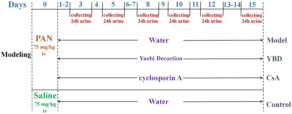 The schematic representation of brief experimental schedule including modeling and treatment. After acclimatization, 10 rats were randomly assigned to the Control group and intravenously injected with saline (75 mg/kg). Meanwhile, other rats were intravenously injected with PAN (75 mg/kg) to establish NS model on day 0. In the subsequent fifteen days, they were orally administered distilled water, YBD or CsA respectively.