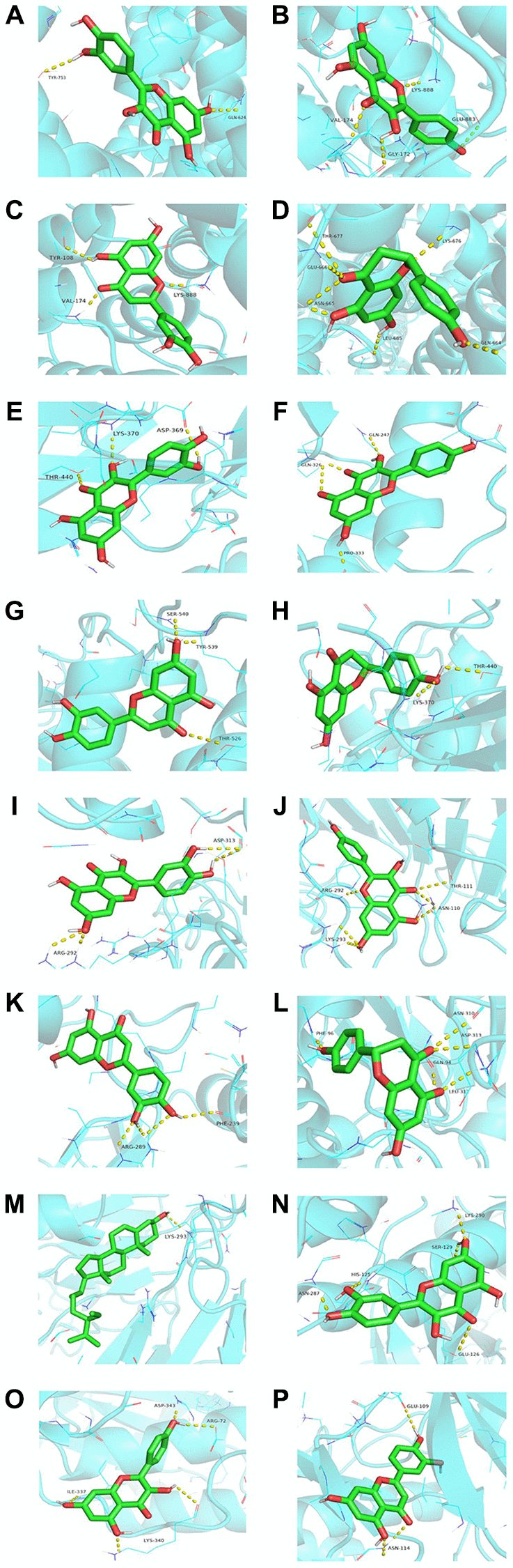 Molecular docking of representative ingredients and targets (the affinity energy is less than or equal to −7.0 kcal/mol). (A) Quercetin acts on TRPC6. (B) Kaempferol acts on TRPC6. (C) Luteolin acts on TRPC6. (D) Naringenin acts on TRPC6. (E) Quercetin acts on STAT3. (F) Kaempferol acts on STAT3. (G) Luteolin acts on STAT3. (H) Naringenin acts on STAT3. (I) Quercetin acts on PPP3CA. (J) Kaempferol acts on PPP3CA. (K) Luteolin acts on PPP3CA. (L) Naringenin acts on PPP3CA. (M) Beta-sitosterol acts on PPP3CA. (N) Quercetin acts on NFATC3. (O) Kaempferol acts on NFATC3. (P) Luteolin acts on NFATC3. The molecule was represented in a ball-stick model with atoms C and O in green and red, respectively.