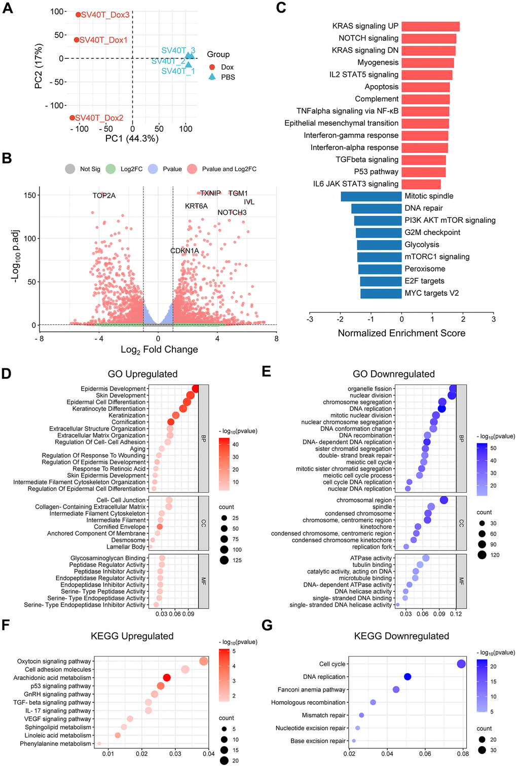 Result of RNA-sequencing analysis of reversibly immortalized NHEK with Dox induction or PBS control. (A) Principal component analysis (PCA) plot of gene expression of biological triplicates from RNA-seq of reversibly immortalized NHEK with PBS or Dox treatment. (B) Volcano plot of up- or downregulated genes in reversibly immortalized NHEK with PBS or Dox treatment with top-ranked genes annotated. (C) Results of Gene Sets Enrichment Analysis (GSEA) of the Hallmark gene sets for DEGs between PBS and Dox group, with red bars showing enriched terms in upregulated genes and blue bars showing enriched terms in downregulated genes. (D) Bubble plot of GO enrichment analysis of upregulated DEGs. (E) Bubble plot of KEGG pathway enrichment analysis of upregulated DEGs. (F) Bubble plot of GO enrichment analysis of downregulated DEGs. (G) Bubble plot of KEGG pathway enrichment analysis of downregulated DEGs.