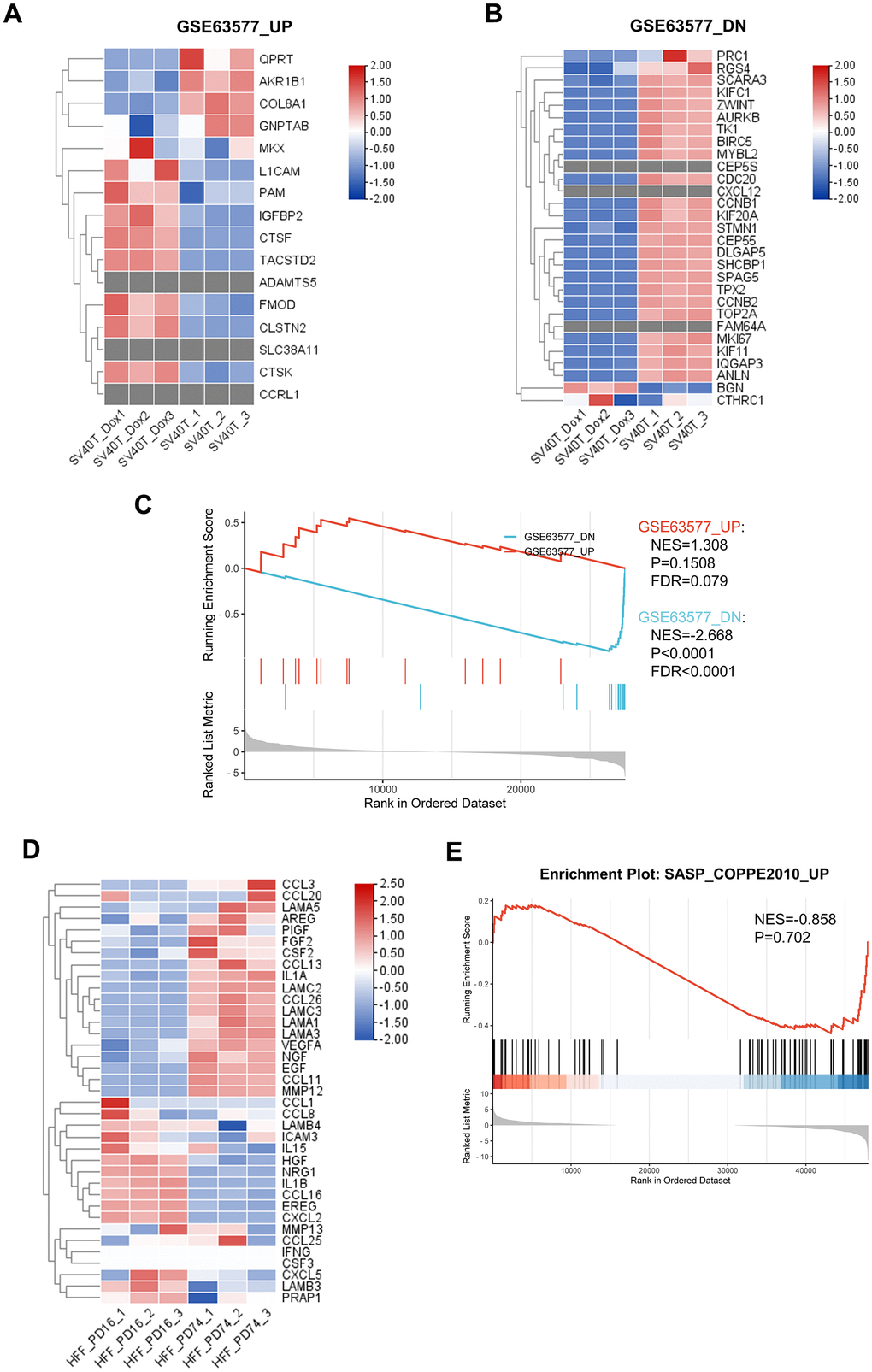 Analysis of RNA sequencing data demonstrated distinct gene expression pattern between replicative senescent dermal fibroblasts and senescent reversed immortalized keratinocytes. (A, B) Gene expression heatmaps illustrating the expression profiles of gene sets previously identified as upregulated and downregulated in senescent dermal fibroblasts, according to data from GSE63577. (C) GSEA results depicting the enrichment of DEGs between PBS and Dox group of reversibly immortalized keratinocytes in gene sets from GSE63577 dataset. (D) Gene expression heatmap showing the expression of the SASP-related gene set in senescent fibroblasts from the GSE63577 dataset. (E) GSEA result of the enrichment of DEGs from the GSE63577 dataset in the SASP-related gene set.