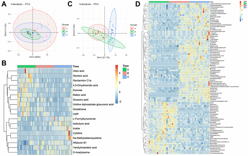 Profile of GC and FF metabolomics. (A) PCA scatter plot of metabolomics data from FF in three groups. Each point represents one sample, different groups are marked with different colors, and the area marked by the ellipse is the 95% confidence region of the sample points; (B) heatmap of hierarchical cluster analysis of FF metabolites, the former ten metabolites decreasing with aging, while the latter eight metabolites increasing with aging. The magnitude of relative content in the plot is shown by the difference in color, where the columns represent samples and the rows represent metabolites; (C) PCA scatter plot of metabolomics data from GC in three groups; (D) heatmap of hierarchical cluster analysis of FF metabolites, the former 61 metabolites increasing with aging, while the latter 32 metabolites decreasing with aging.