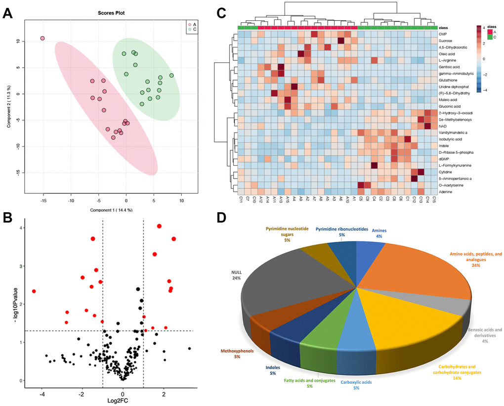 Metabolic differences in GC between group A and group C. (A) PLSDA score plot; (B) volcano plot of differential metabolites, each point represents a differential metabolite, the horizontal coordinate represents the log2 fold change of the metabolite, and the vertical coordinate represents the P-value (log10 transformed); (C) heatmap of top 25 differential metabolites; (D) sub-classification of differential metabolites.