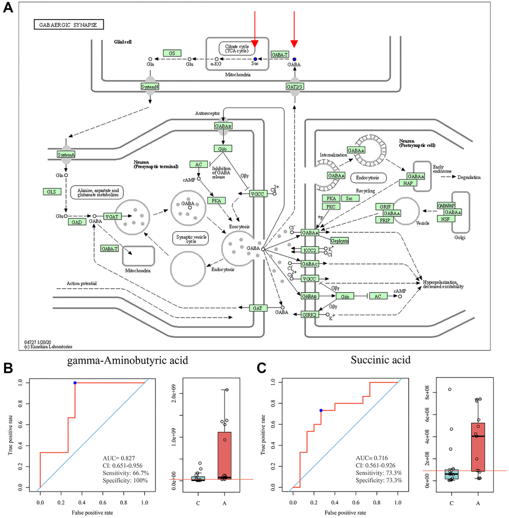 GABAergic synapse pathway model and ROC curve analysis. (A) KEGG pathway for GABAergic synapse, blue dots represent down-regulated metabolites (https://www.genome.jp/kegg/); (B) ROC curve analysis for GABA; (C) ROC curve analysis for succinic acid.