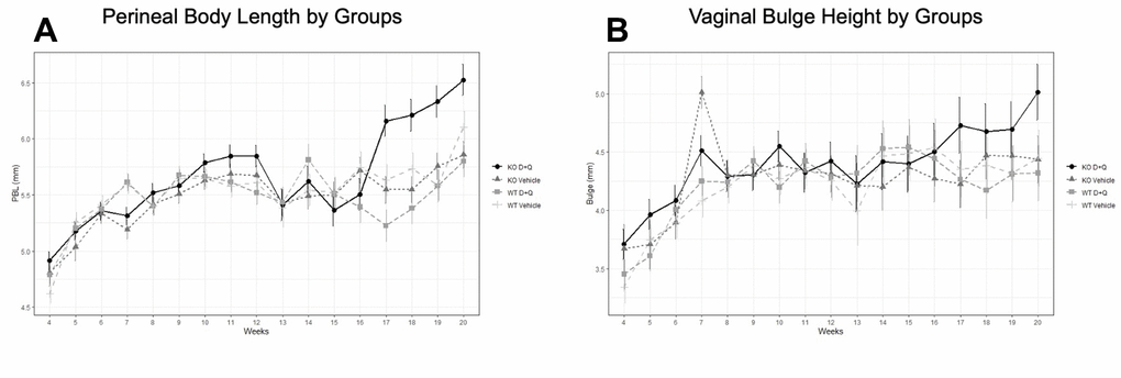 Impact of serial dasatinib and quercetin (D+Q) injections on development of pelvic organ prolapse in wild type (WT) and Fibulin-5 knockout (Fbln-5-/-) mice. D+Q or placebo injections were administered at weeks 4, 5, 6, 7 and 8 of life to treatment and control groups, respectively. Mouse pelvic organ prolapse quantification measurements were used to obtain weekly perineal body length (A) and vaginal bulge height (B) values. WT control (n=27), WT treatment (n=27), Fbln-5-/- control (n=33), Fbln-5-/- treatment (n=30). p Fbln-5-/- treatment mice and Fbln-5-/- control mice, and between Fbln-5-/- treatment mice and WT treatment mice (A).