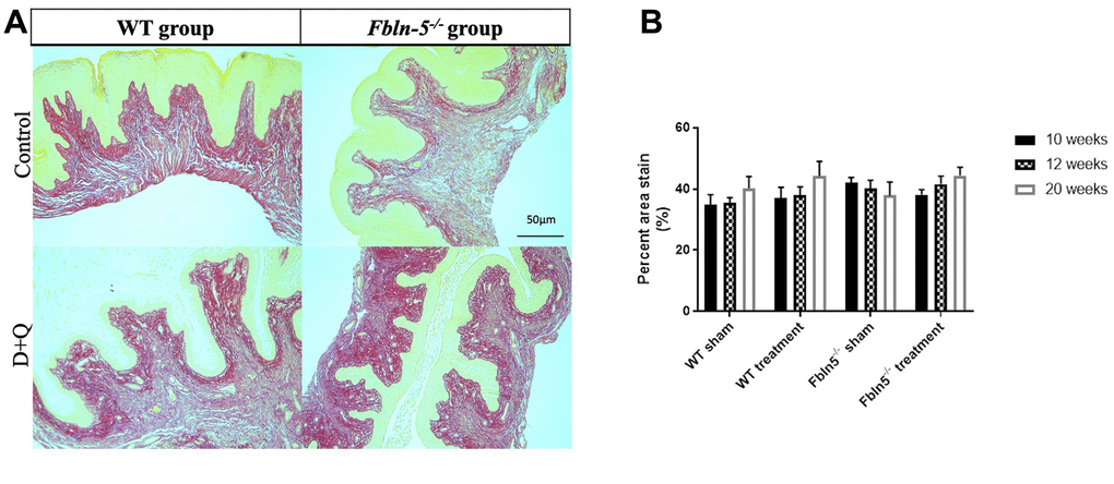 Impact of serial dasatinib and quercetin (D+Q) injections on collagen content in the vaginal tissue of wild type (WT) and Fibulin-5 knockout (Fbln-5-/-) mice at 20 weeks of life. Representative tissue sections from 20-week-old WT and Fbln-5-/- mice (A). Top panels correspond to WT and Fbln-5-/- mice in the control group and the bottom panels correspond to WT and Fbln-5-/- mice in the D+Q group. Quantification of vaginal tissue collagen content at 10, 12 and 20 weeks of life in WT control, WT treatment, Fbln-5-/- control and Fbln-5-/- treatment groups (B). Results are expressed as raw mean percent of total tissue ± SEM. 20x magnification.