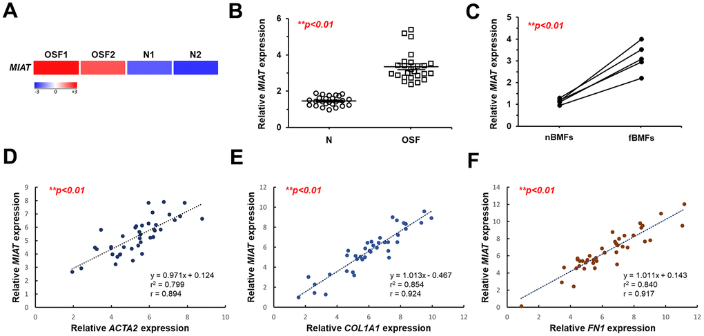 MIAT is upregulated in fibrotic buccal tissues and primary fibrotic buccal mucosa fibroblasts from patients with OSF. (A) RNA-sequencing analysis showed that MIAT was an up-regulated differentially expressed gene (fold change ≥ 2.0; p B) The relative expression of MIAT in samples of normal (N; n=25) and fibrotic (OSF; n=25) tissue was assessed by qRT-PCR analysis. Data are mean ± S.D. (C) The relative expression of MIAT was further assessed in primary normal buccal mucosa fibroblasts (nBMFs; n=5) and fibrotic buccal mucosa fibroblasts (fBMFs; n=5) by qRT-PCR, with differences between groups analyzed using the paired Student’s t-test. (D–F) A significant positive correlation was observed between the expression of MIAT and fibrotic markers, including ACTA2 (encoding α-SMA; D), COL1A1 (E), and FN1 (F) in samples of fibrotic tissue (n=40).