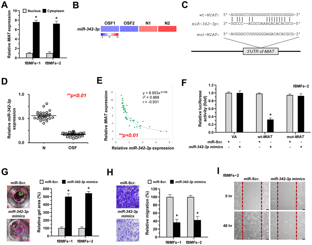 MiR-342-3p negatively correlates to MIAT expression in OSF tissues and acts as an anti-fibrotic miRNA in OSF. (A) RNA of cytoplasmic and nuclear fractions from primary fBMFs (−1 and −2) were analyzed by qRT-PCR to determine the subcellular localization of MIAT. Data are presented as mean ± SD (n=3); *p B) RNA-sequencing analysis showed that miR-342-3p was a down-regulated differentially expressed gene (fold change ≤ -2.0; p C) An illustration of the predicted pairing region between miR-342-3p and MIAT 3’UTR, discovered using the miRanda database, and the 3’ UTR regions of full-length (wt-MIAT) and mutated MIAT (mut-MIAT) complementarity to the seed site of miR-342-3p, predicted by TargetScan in silico browser. (D) The relative expression of miR-342-3p in normal (N; n=25) and fibrotic (OSF; n=25) tissues was assessed by qRT-PCR analysis. Data are presented as mean ± SD. (E) A significant negative correlation was observed between MIAT and miR-342-3p expression fibrotic tissue samples (OSF; n=45). (F) Fibrotic BMFs (−1) were co-transfected with either miR-Scramble (miR-Src.) or miR-342-3p mimics, along with the indicated pmirGLO-based constructs shown in (C). Luciferase reporter activity was measured 24 hours post-transfection. Data are presented as mean ± SD (n = 3); *p -MIAT with miR-Src. (G–I) Fibrotic BMFs (−1 and −2) expressing Sh-Luc or Sh-MIAT were transfected with either miR-Src or miR-342-3p inhibitor for 24 hours. The cells (fBMFs−1 and −2) were cultured in collagen gel for an additional 48 hours, and the resulting gel area after cell contraction was measured (G). Cells (fBMFs−1 and −2) were cultured in Transwell system for an additional 24 hours, and their migration ability was quantified (H). Data are presented as mean ± SD (n=3); *p G, H). Confluent monolayers of fBMF−2 were scratched and cultured for an additional 48 hours, and the wound closure was assessed (I). Scale bar, 50 μm.