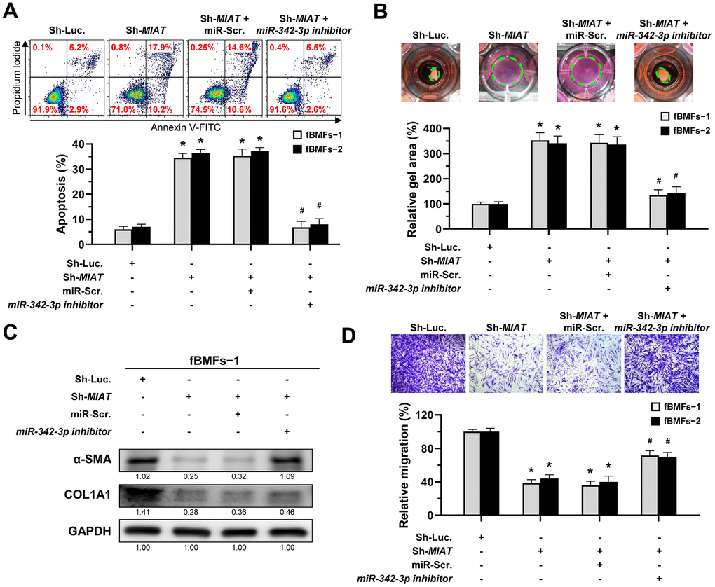 The silencing of MIAT induces apoptosis and inhibits myofibroblastic properties by targeting miR-342-3p. (A–D) Fibrotic BMFs (fBMFs−1 and −2) expressing the Sh-Luc. or Sh-MIAT were transfected with either miR-Scramble (miR-Src.) or miR-342-3p inhibitor for 24 hours. Cell apoptosis (annexin V+ or annexin V+/PI+) was assessed using flow cytometry (A). Cells (fBMFs−1 and −2) were cultured in collagen gel for an additional 48 hours, followed by the measurement of the gel area after cell contraction (B). Data are presented as mean ± SD (n=3); *p p MIAT with miR-Src. (A, B). The protein expression of α-SMA and COL1A1 in fBMFs−1 was analyzed using Western blotting (C). Cells (fBMFs−1 and −2) were cultured in Transwell system for an additional 24 hours, and their migration ability was quantified. Data are presented as mean ± SD (n=3); *p p MIAT with miR-Src.; Scale bar, 50 μm (D).