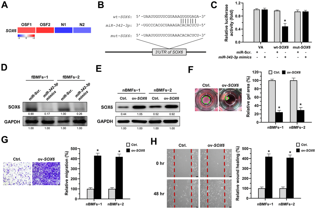 SOX6 is a target of miR-342-3p. (A) RNA-sequencing analysis showed that SOX6 was an up-regulated differentially expressed gene (fold change ≥ 2.0; p B) An illustration of the predicted pairing region between miR-342-3p and SOX6 3’UTR were discovered using the miRDB database, and the 3’ UTR regions of full-length (wt-SOX6) and mutated SOX6 (mut-SOX6) complementarity to the seed site of miR-342-3p, predicted by the TargetScan in silico browser. (C) Fibrotic BMFs (−1) were co-transfected with either miR-Scramble (miR-Src.) or miR-342-3p mimics, along with the indicated pmirGLO-based constructs shown in (B). Luciferase reporter activity was measured 24 hours post-transfection. Data are presented as mean ± SD (n = 3); *p -SOX6 with miR-Src. (D) Fibrotic BMFs (−1 and −2) were transfected with either miR-Src or miR-342-3p inhibitor for 24 hours, followed by Western blotting analysis to determine the protein expression of SOX6. (E–H) Normal BMFs (−1 and −2) were transfected with lentiviruses expressing control vector (Ctrl.) or SOX6 (ov-SOX6). The overexpression efficiency of SOX6 was assessed by Western blotting analysis (E). Cells (nBMFs−1 and −2) were cultured in collagen gel for an additional 48 hours, and the resulting gel area after cell contraction was measured (F). Cells (nBMFs−1 and −2) were cultured in Transwell system for an additional 24 hours, and their migration ability was quantified (G). Confluent monolayers of cells (nBMFs−1 and −2) were scratched and cultured for an additional 48 hours, and the wound closure was assessed (H). Data are presented as mean ± SD (n=3); *p F–H). Scale bar, 50 μm.