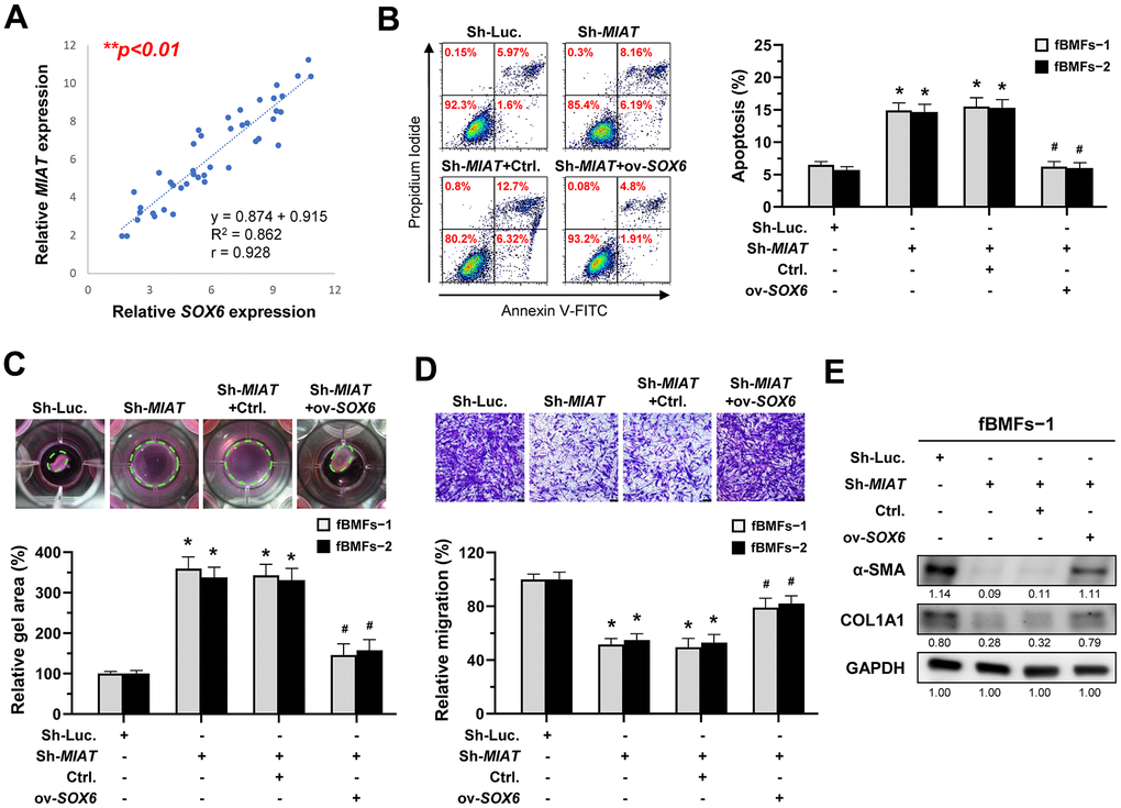 MIAT increases the myofibroblastic properties by positively regulating SOX6. (A) A significant positive correlation between the expression of MIAT and SOX6 in fibrotic tissue sample (OSF; n=43). (B–E) Fibrotic BMFs (−1 and −2) were co-transfected with lentiviruses expressing the following constructs in the indicated combinations: non-targeting ShRNA (Sh-Luc.), Sh-MIAT, control vector (Ctrl.), and SOX6 (ov-SOX6). Cell apoptosis (annexin V+ or annexin V+/PI+) was determined using flow cytometry (B). Cells (fBMFs−1 and −2) were cultured in collagen gel for an additional 48 hours. The resulting gel area after cell contraction was measured (C). Cells were cultured in Transwell system for an additional 24 hours, and their migration ability was assessed. Scale bar, 50 μm (D). Data are presented as mean ± SD (n=3); *p p MIAT with Ctrl. (B–D). The protein expression of α-SMA and COL1A1 in fBMFs−1 was analyzed using Western blotting (E).