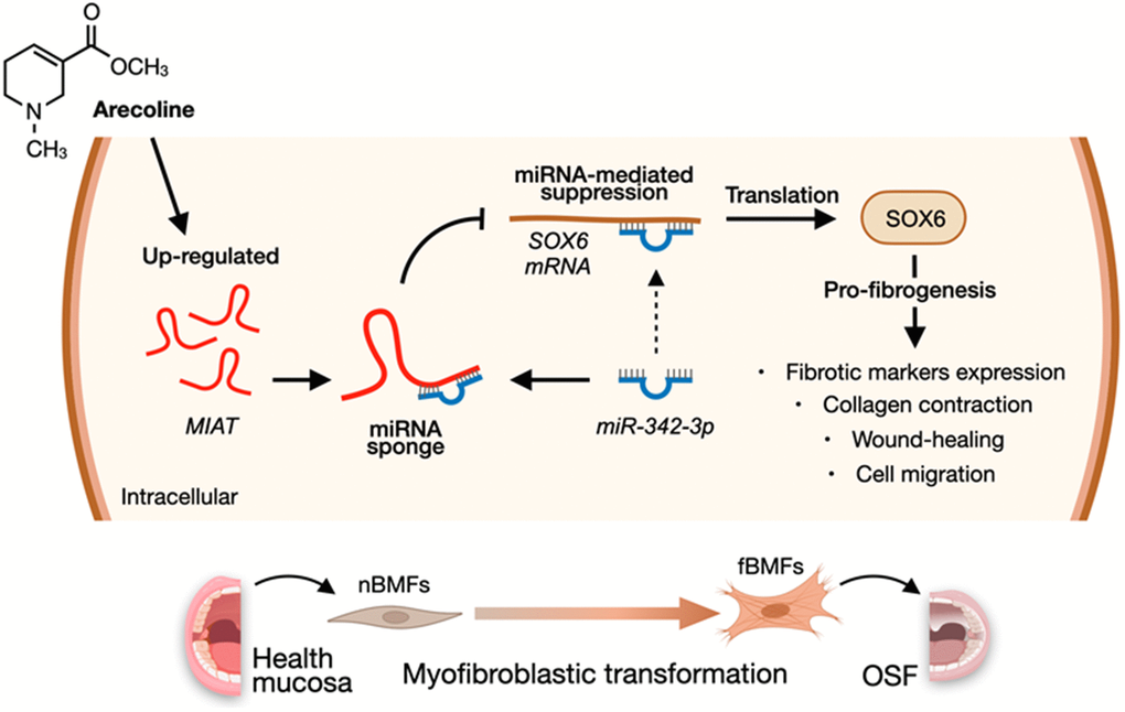 A diagram illustrates the mechanism of MIAT in the development of OSF. Upregulation of MIAT in nBMFs following chronic exposure to arecoline may interfere the miR-342-3p-mediated suppression of SOX6, resulting in persistent activation of fBMFs and development of OSF.