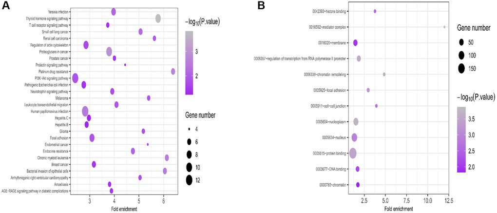 GO and KEGG analysis for targeted genes of miR-224-5p. (A) KEGG pathway analysis was performed for the candidate target genes. (B) Biological process enrichment analysis of candidate target genes.