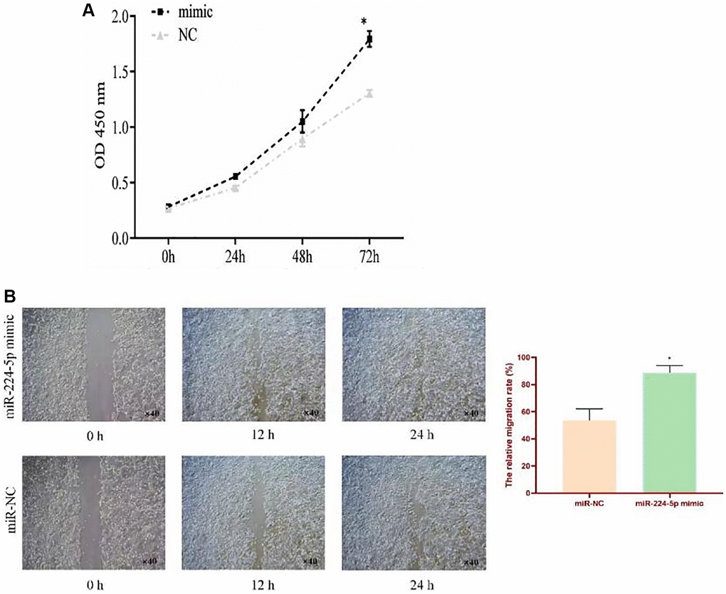 Effect of miR-224-5p on proliferation and migration in cultured ESCC cell. (A) CCK8 assays were performed at 0 h, 24 h, and 48 h after the transfection of TE-1 cells with miR-224-5p mimic and miR-NC. (B) Wound healing assay of the relative migration rate of TE-1 cells transfected with miR-224-5p mimic and miR-NC. *p 