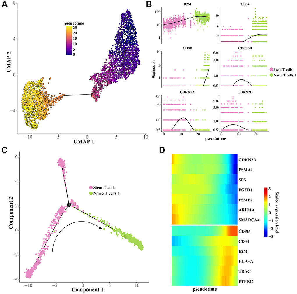 Construction of a differentiation trajectory from Stem T cells to Naive T cells 1. (A) Differentiation trajectory from Stem T cells to Naive T cells 1 was constructed using Monocle 3. (B) Scatterplot of the expression levels of the genes of interest as a function of pseudotime. (C) Differentiation trajectory from Stem T cells to Naive T cells 1 constructed with Monocle 2. (D) Heatmap of the expression level of the gene of interest with pseudotime.