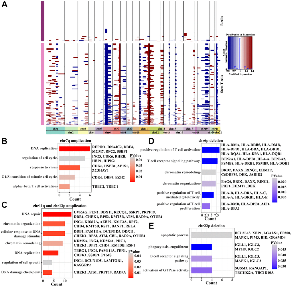 Inscription of copy number variation within Stem T cells. (A) Heatmap of copy number variation within Stem T cells analyzed by inferCNV. (B) BPs enriched for chr7p amplicons. (C) BPs enriched for chr11q and chr12p amplicons. (D) BPs enriched for chr6p deletions. (E) BPs enriched for chr22p deletions.