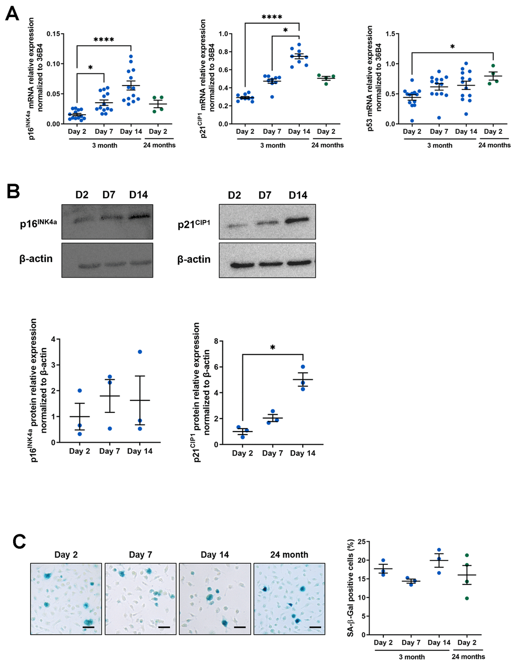 Macrophage aging in vitro and senescence-associated phenotype. Murine peritoneal macrophages from young mice (3 months) were cultured during 2, 7 or 14 days in vitro. All results are compared to murine peritoneal macrophages from 24-month-old mice cultured for 2 days. (A) RT-qPCR analysis for p16INK4a, p21CIP1 and p53 transcripts normalized to 36B4 (n=13). (B) Immunoblots for p16INK4 and p21CIP1 at day 2, 7 and 14 (D2, D7 and D14 respectively) with quantification by densitometric analysis (n=3-4). (C) Left panel: SA-b-Gal staining for 19 hours on fixed macrophages (scale bar 20 μm). Right panel: quantification of the percentage of SA-β-gal positive cells (n=3). Error bars represent the mean ± SEM. p-values were obtained comparing groups overtime using a non-parametric one-way ANOVA analysis (Kruskal-Wallis analysis followed by Dunnett’s multiple comparison test) (*p*p