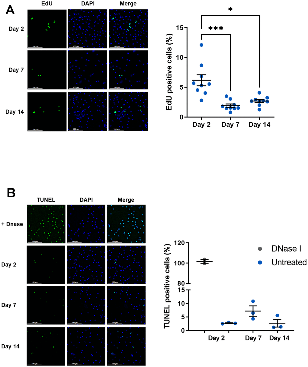 Proliferation and apoptosis of aged macrophages in vitro. Murine peritoneal macrophages from young mice (3 months) were cultured during 2, 7 or 14 days in vitro. (A) Left panel: EdU incorporation assay (scale bar 100 μm). Right panel: quantification of EdU-positive cells. EdU was added for 24 h before analysis (n=9). (B) Left panel: DNA fragmentation detected by TUNEL. Apoptotic cells were visualized as green, and the nuclei as blue (scale bar 100 μm). Right panel: quantification of TUNEL positive cells (n=3). Error bars represent the mean ± SEM. p-values were obtained comparing groups overtime using a non-parametric one-way ANOVA analysis (Kruskal-Wallis analysis followed by Dunnett’s multiple comparison test; *pp