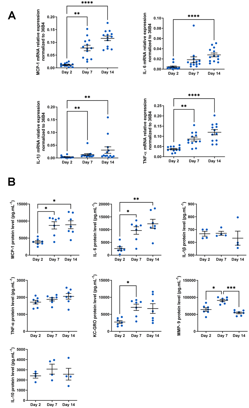 SASP analysis in aged macrophages in vitro. Murine peritoneal macrophages from young mice (3 months) were cultured during 2, 7 or 14 days in vitro. (A) RT-qPCR analysis for SASP markers MCP-1, IL-6, TNF-a and IL-1b transcripts normalized to 36B4 (n=13). (B) MCP-1, IL-1β, IL-6, TNF-α, KC-GRO, IL-10 and MMP-9 protein levels assessed by MSD multiplex on conditioned media harvested 24h after serum deprivation (n=4-7). Error bars represent the mean ± SEM. p-values were obtained comparing groups overtime using a non-parametric one-way ANOVA analysis (Kruskal-Wallis analysis followed by Dunnett’s multiple comparison test; *pppp