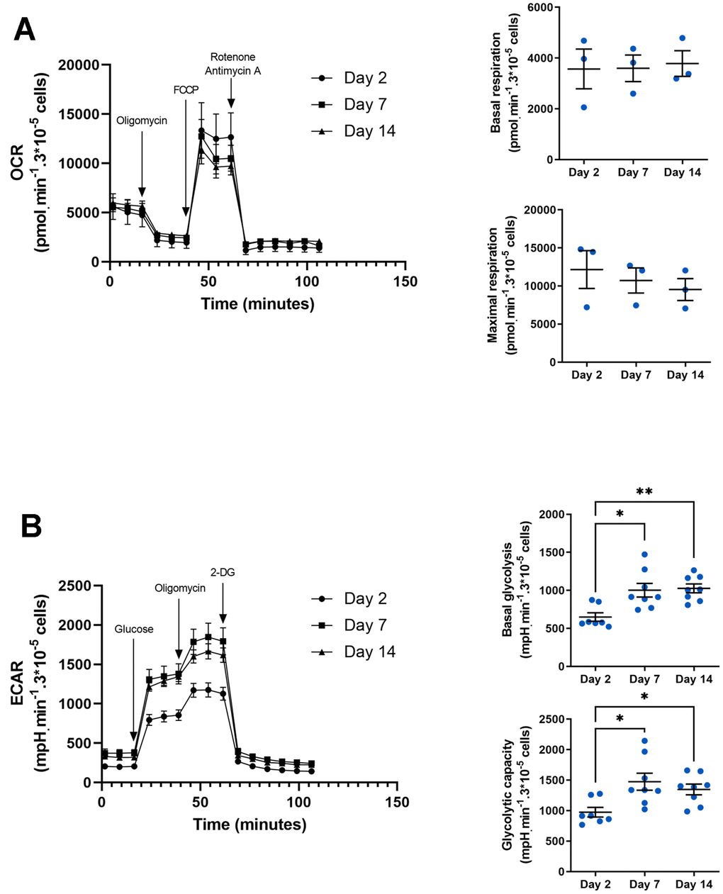 Metabolic phenotype in aged macrophages in vitro. (A) Seahorse analysis of oxygen consumption rate (OCR), basal and maximal respiration. Results are normalized by cell count using DAPI staining (n=3). (B) Seahorse analysis of extracellular acidification rate (ECAR), basal glycolysis and glycolytic capacity. Results are normalized by cell count using DAPI staining (n=8). Error bars represent the mean ± SEM. p-values were obtained comparing groups overtime using a non-parametric one-way ANOVA analysis (Kruskal-Wallis analysis followed by Dunnett’s multiple comparison test; *pp