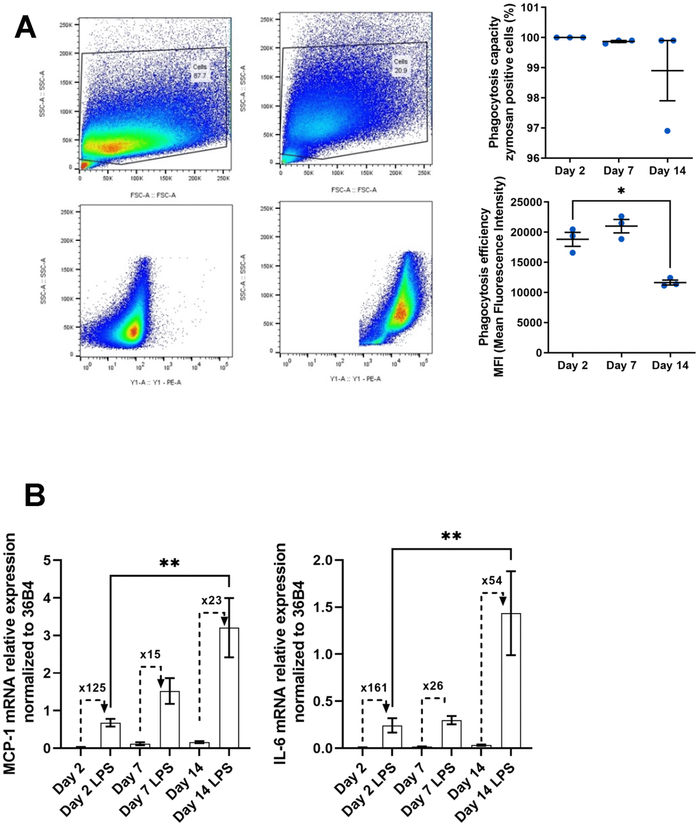 Functional alterations in aged macrophages in vitro. (A) Gating strategy for flow cytometry analysis of phagocytosis after 3h of pHrodo Red zymosan treatment. Right upper panel: Quantification of the number of phagocytic macrophages (% of positive cells). Right below panel: Quantification of the mean fluorescence intensity (MFI) representing phagocytosis capacity (n=3). (B) Macrophages are incubated with LPS (10 ng/mL) for 24h. Quantification of the pro-inflammatory response to LPS by RT-qPCR by measuring the relative expression of MCP-1 and IL-6 mRNAs. Fold induction is expressed between the control and the LPS (n=7). Error bars represent the mean±SEM. p-values were obtained comparing groups overtime using a non-parametric one-way ANOVA analysis (Kruskal-Wallis analysis followed by Dunnett’s multiple comparison test; *pp