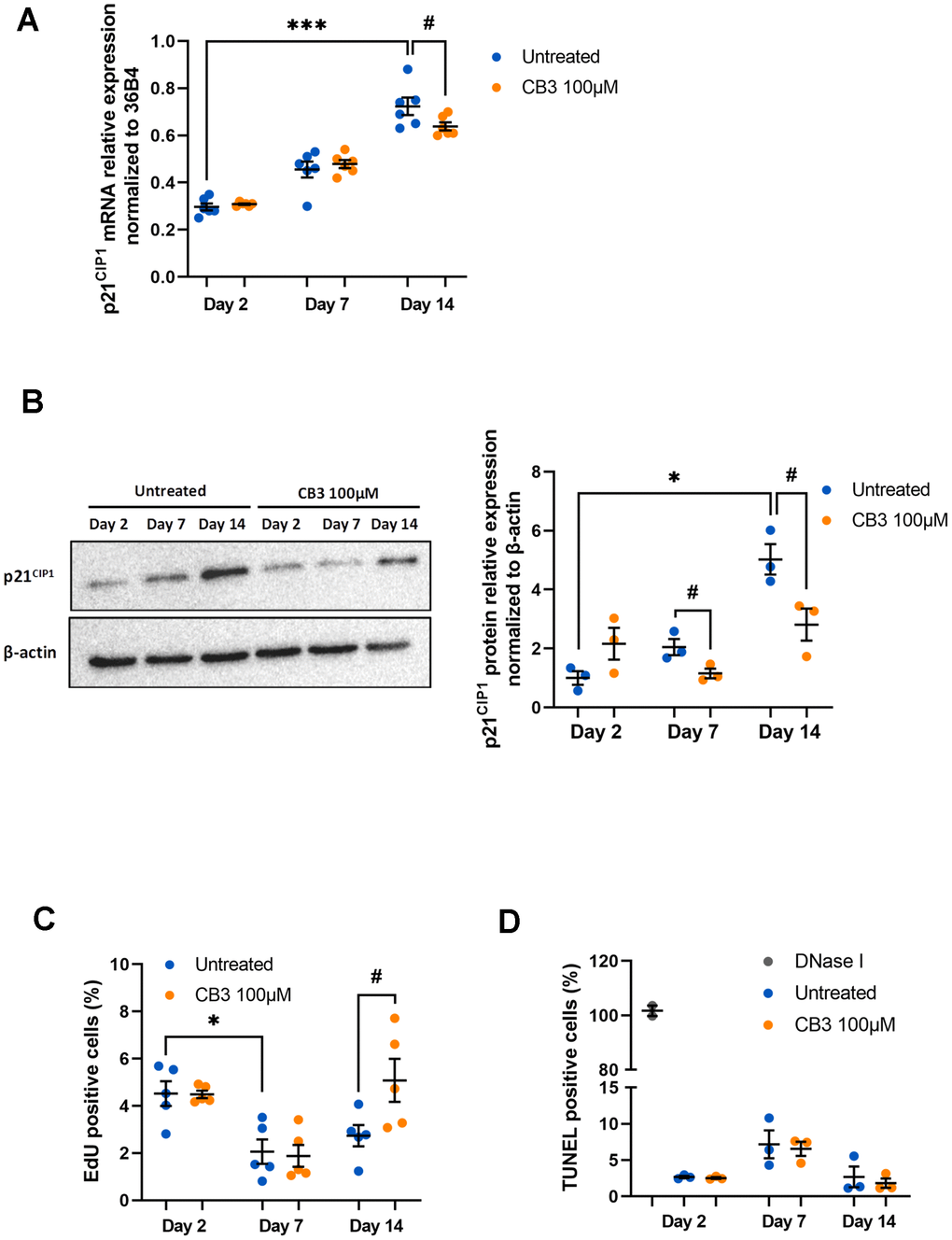 CB3 effects on proliferation and apoptosis in aged macrophages in vitro. Macrophages are chronically treated with 100uM CB3 for up to 14 days. (A) RT-qPCR analysis for p21CIP1 transcripts normalized to 36B4 (n=7). (B) Immunoblot and p21CIP1 quantification by densitometric analysis (n=3). (C) Quantification of EdU-positive cells. EdU was added for 24 h before analysis. (D) Quantification of TUNEL positive cells (n=3). Error bars represent the mean ± SEM. p-values were obtained comparing groups overtime using a non-parametric one-way ANOVA analysis (Kruskal-Wallis analysis followed by Dunnett’s multiple comparison test; *ppp