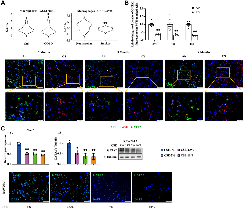 GATA2 is downregulated in pulmonary macrophages during the development of CS-triggered COPD. mRNA levels of GATA2 were analyzed in database GSE171541 and CSE173896 (A). Eight-week-old mice were exposed to cigarette smoke (CS) or room air (n = 5–10). The lungs were harvested 2, 3, and 4 months after CS exposure and subjected to immunofluorescence staining of F4/80 and GATA2 (B). Scale bars = 50/100 μm. Relative integrated density of GATA2 fluorescence in F4/80 marked cells was measured from each group (Air, round dots; CS, triangle dots). mRNA and protein levels of GATA2 were measured by qPCR, western blotting, and immunofluorescence staining (C) in RAW264.7 cells treated with CSE for 24 h from each group (CSE-0%, blue bars; CSE-2.5%, magenta bars; CSE-5%, green bars; CSE-10%, orange bars). *P **P 